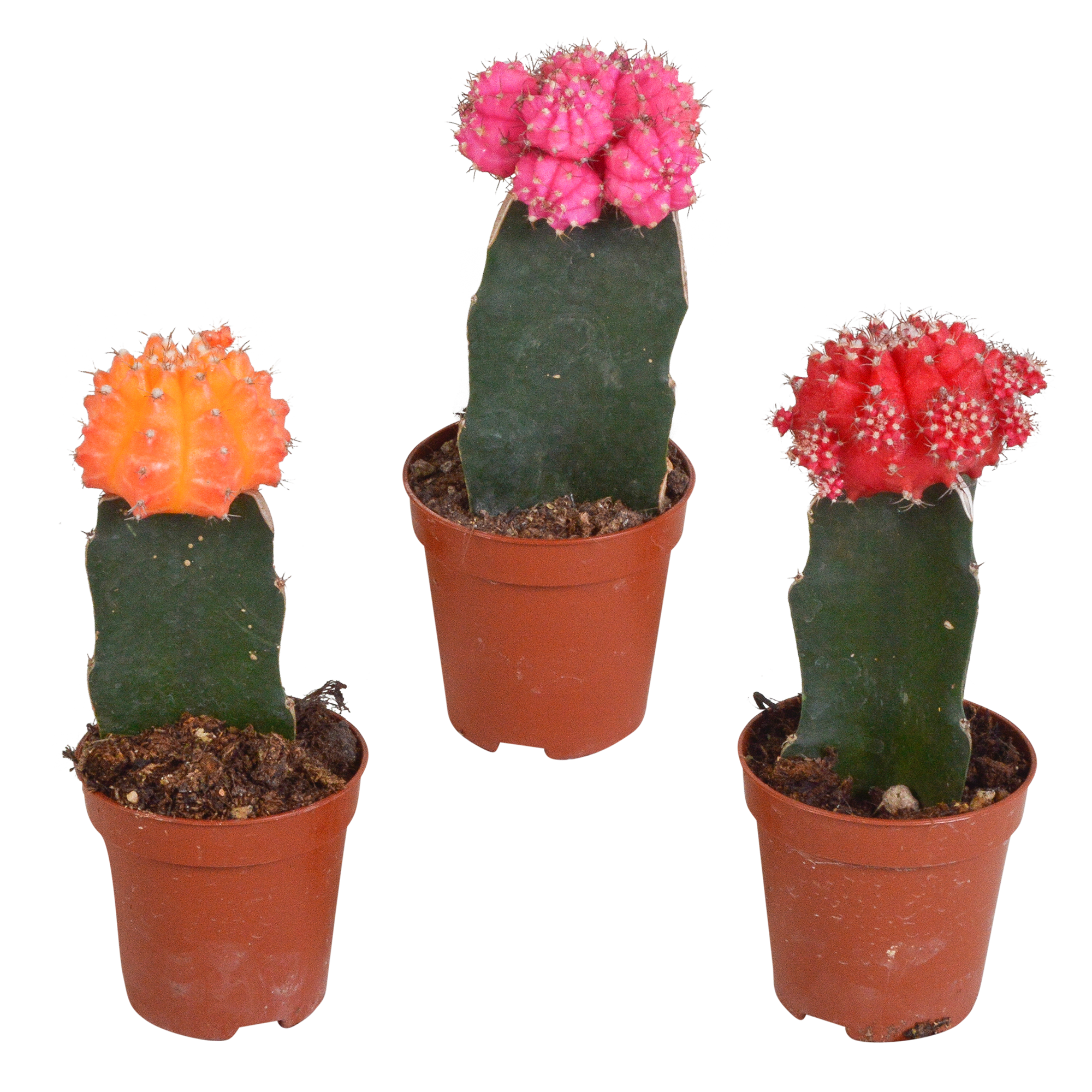Euphorbia meloformis variegata - Gymnocalycium mix - 5,5 cm - 3x