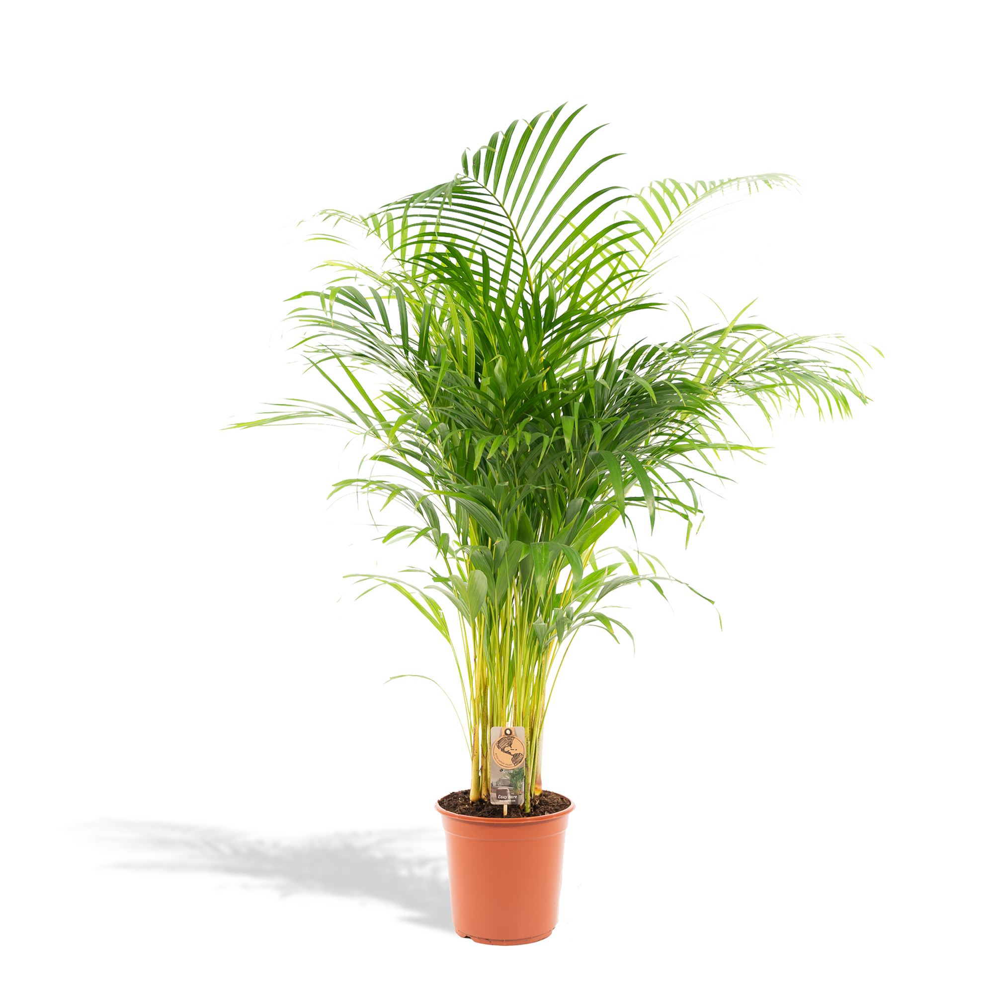Areca-Palme – Ø 21 cm – ↕ 130 cm