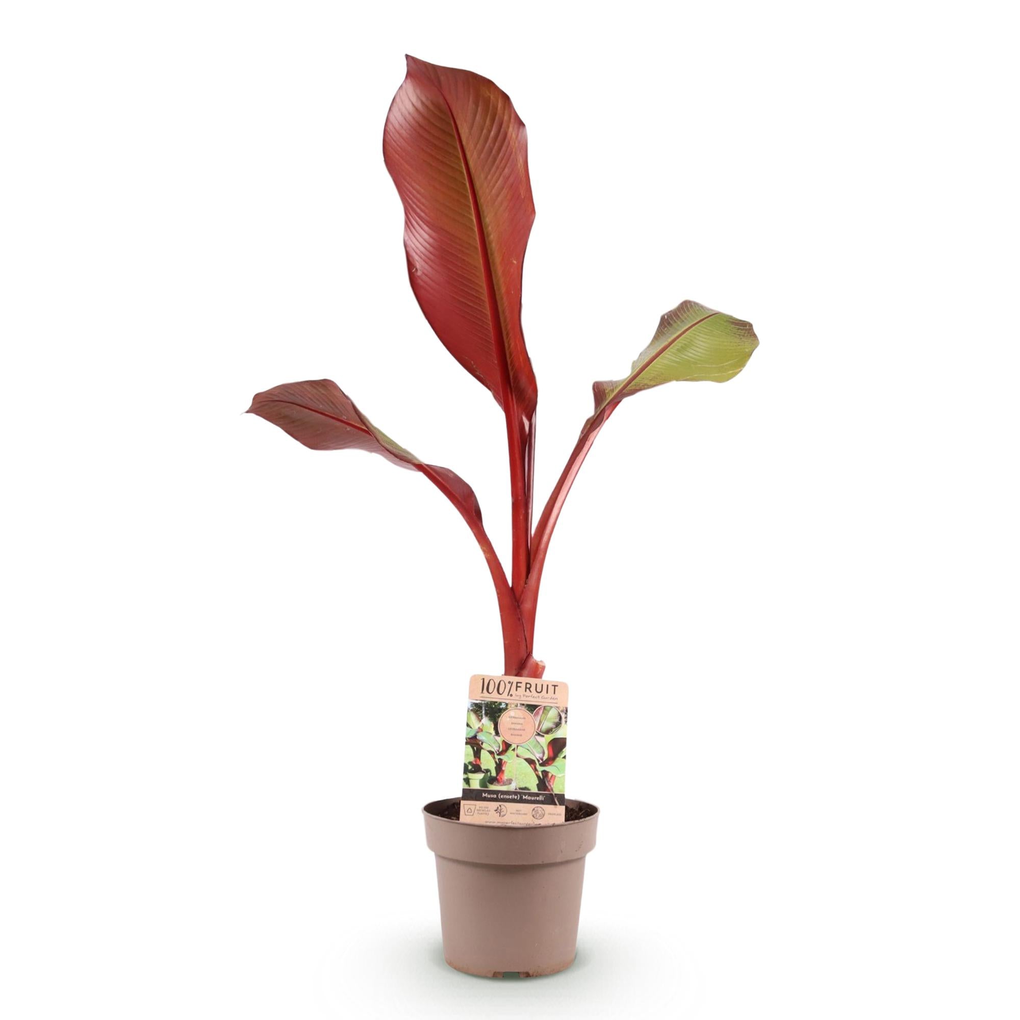 Musa ensete Maurelli - Bananenboom - Winterhard - Rood-Groen - 1 Planten - Pot 21cm - Hoogte 90cm