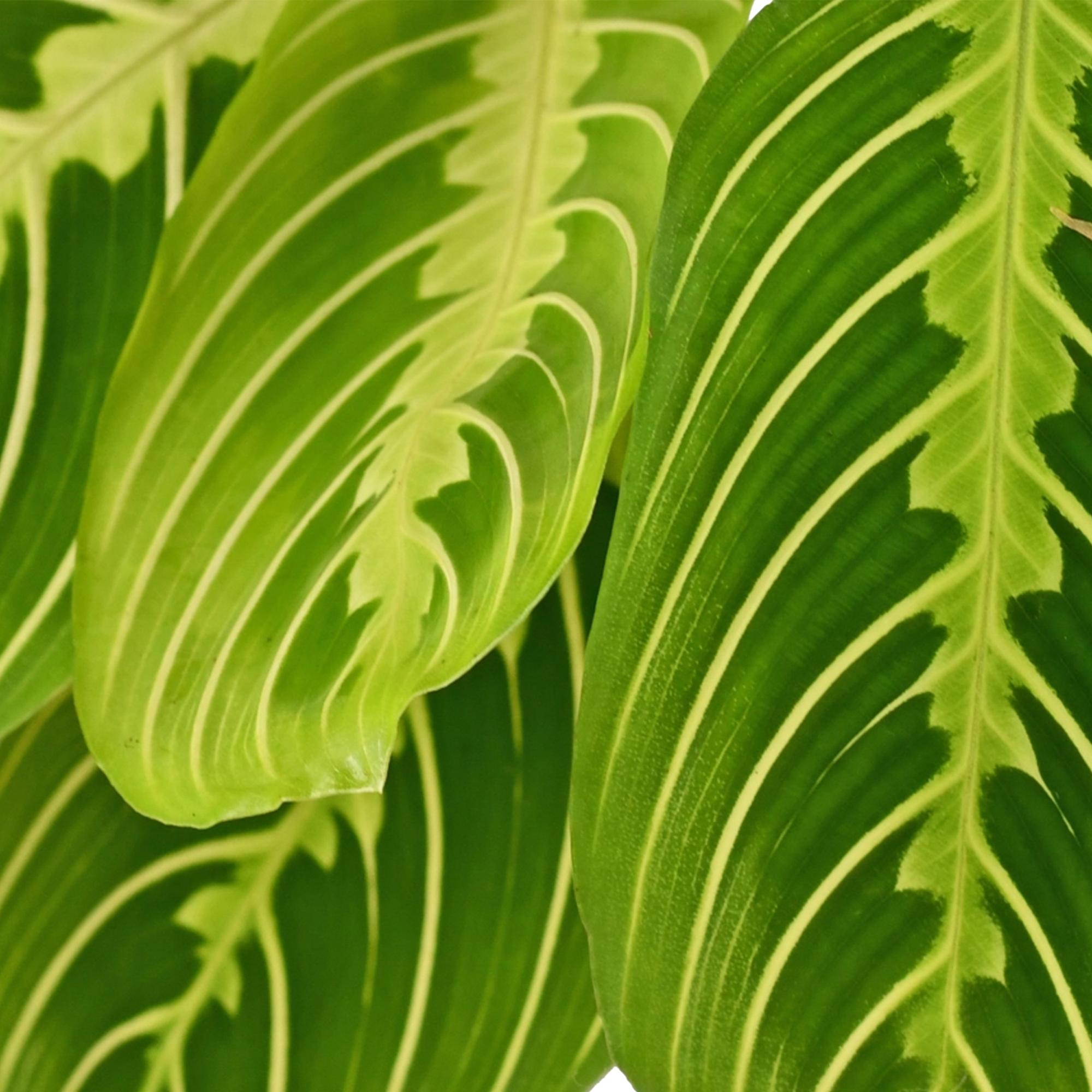 Maranta Fascinator Lemon Lime - Gebedsplant - met Mand - Pot 12cm - Hoogte 25cm