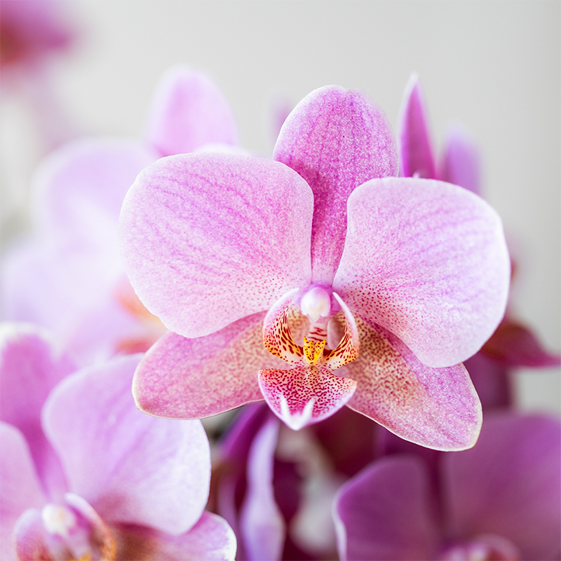 Kolibri Orchids | COMBI DEAL of 2 Phalaenopsis orchids - Treviso - pot size Ø9cm | flowering houseplant - fresh from the grower