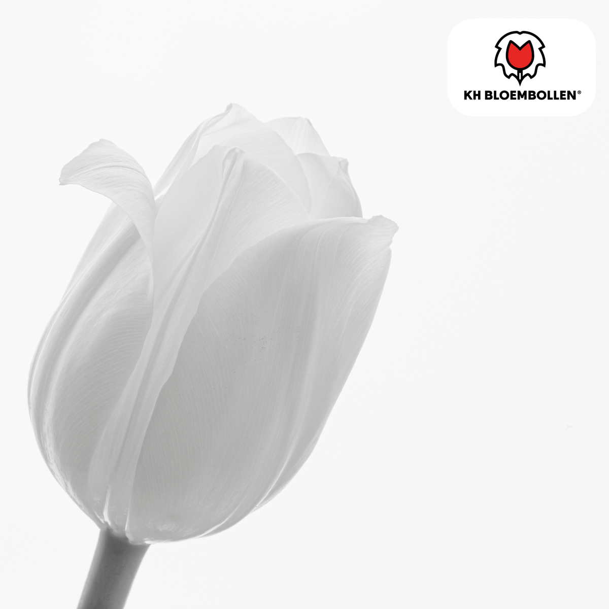 Bulbi di tulipano Catherina – Confezione da 20 | KH Flower Bulbs® | Tulipano bianco puro – Senza tempo ed elegante – Per giardino o vaso – Misura 11/12 – Freschi dal coltivatore