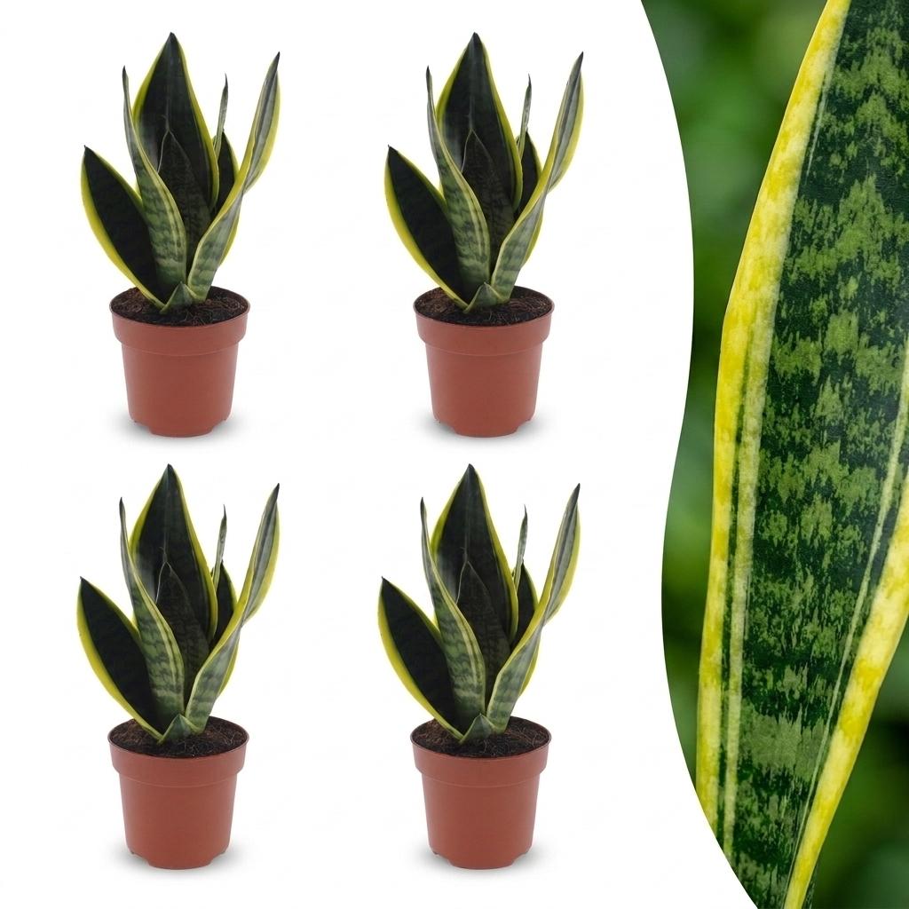 Sansevieria Future Superb - Vrouwentong - 4x - Pot 12cm - Hoogte - 35cm