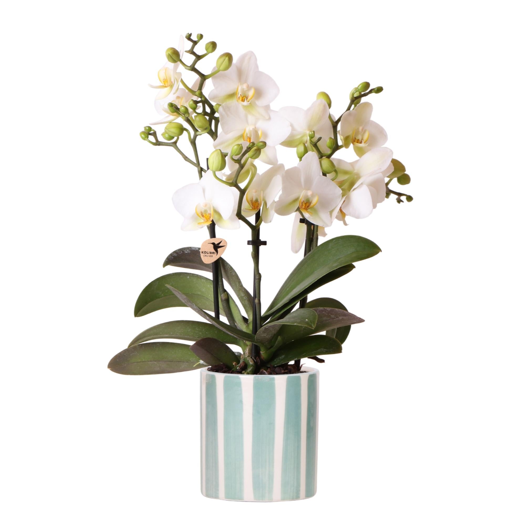 Kolibri-Orchideen | Weiße Phalaenopsis 'Lausanne' + Dekorativer Topf 'Painted Stripe', türkis - Topfgröße Ø 9 cm | Blühende Zimmerpflanze - frisch vom Züchter