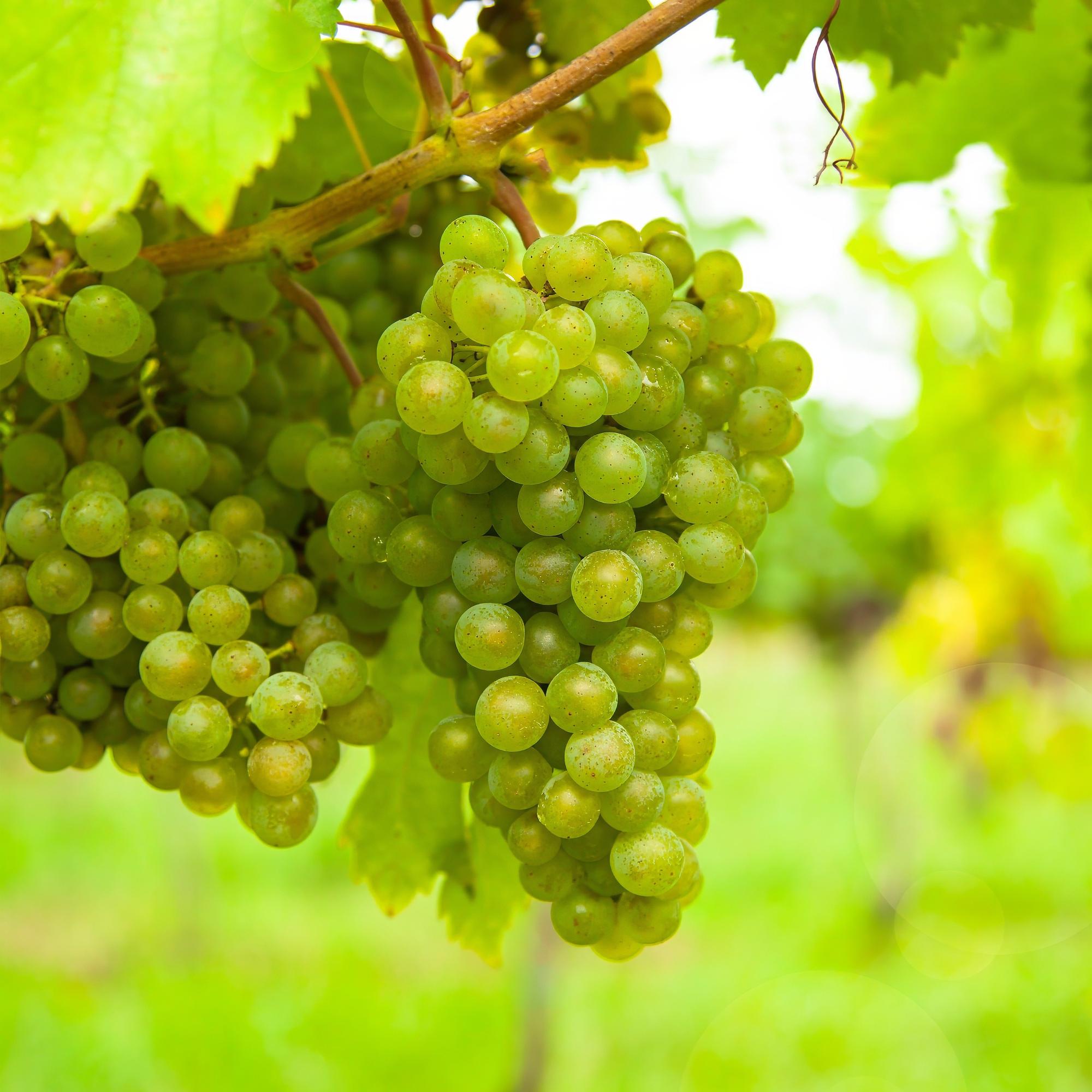 Green boutiQ - Pianta da frutto - Uva bianca - Vitis vinifera Vroege van der Laan - 2 piante - Vaso 15 cm Altezza 50 cm