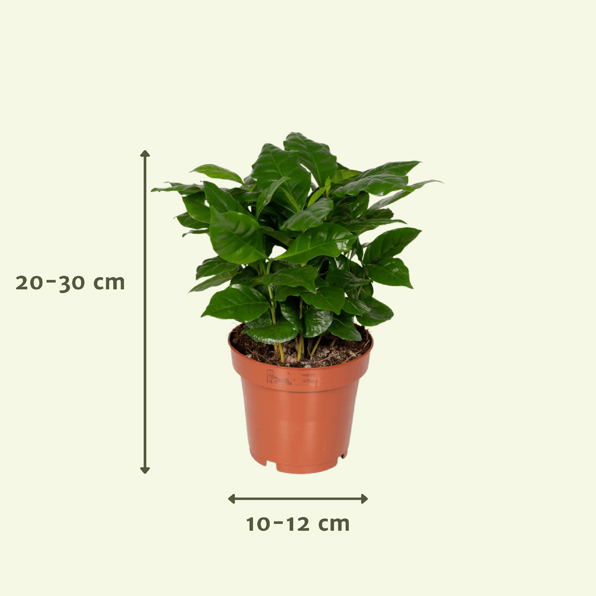 Überraschungsbox – Ø 12 cm – ↕ 25 cm – 5 Stück