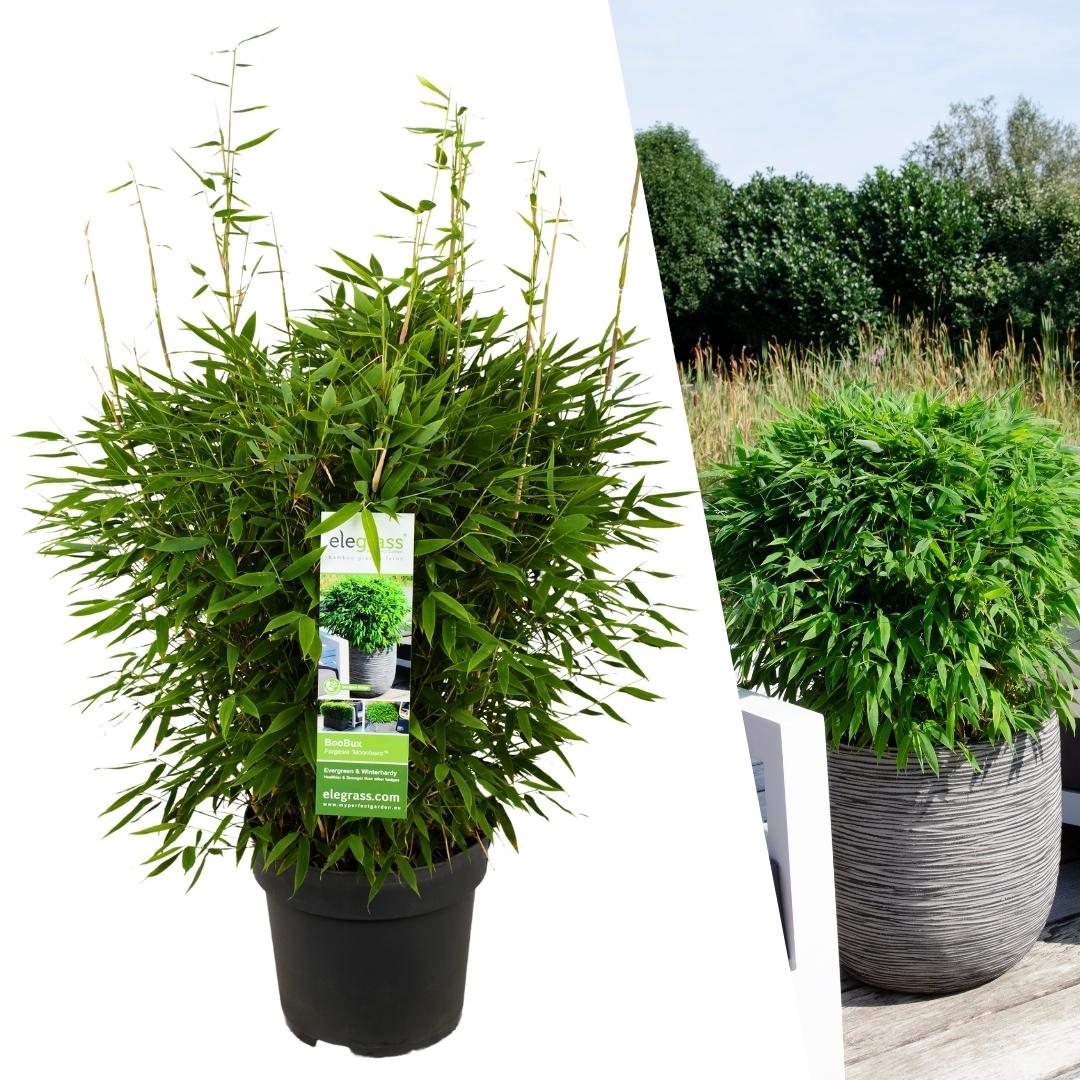 Fargesia moontears 'Boobux XL - Ø 29 cm - ↨ 70 cm