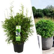 Fargesia moontears 'Boobux XL - Ø 29 cm - ↨ 70 cm
