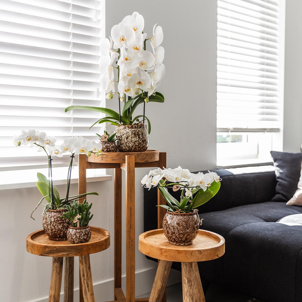 Kolibri Home | Offerta combinata - Vasi Safari