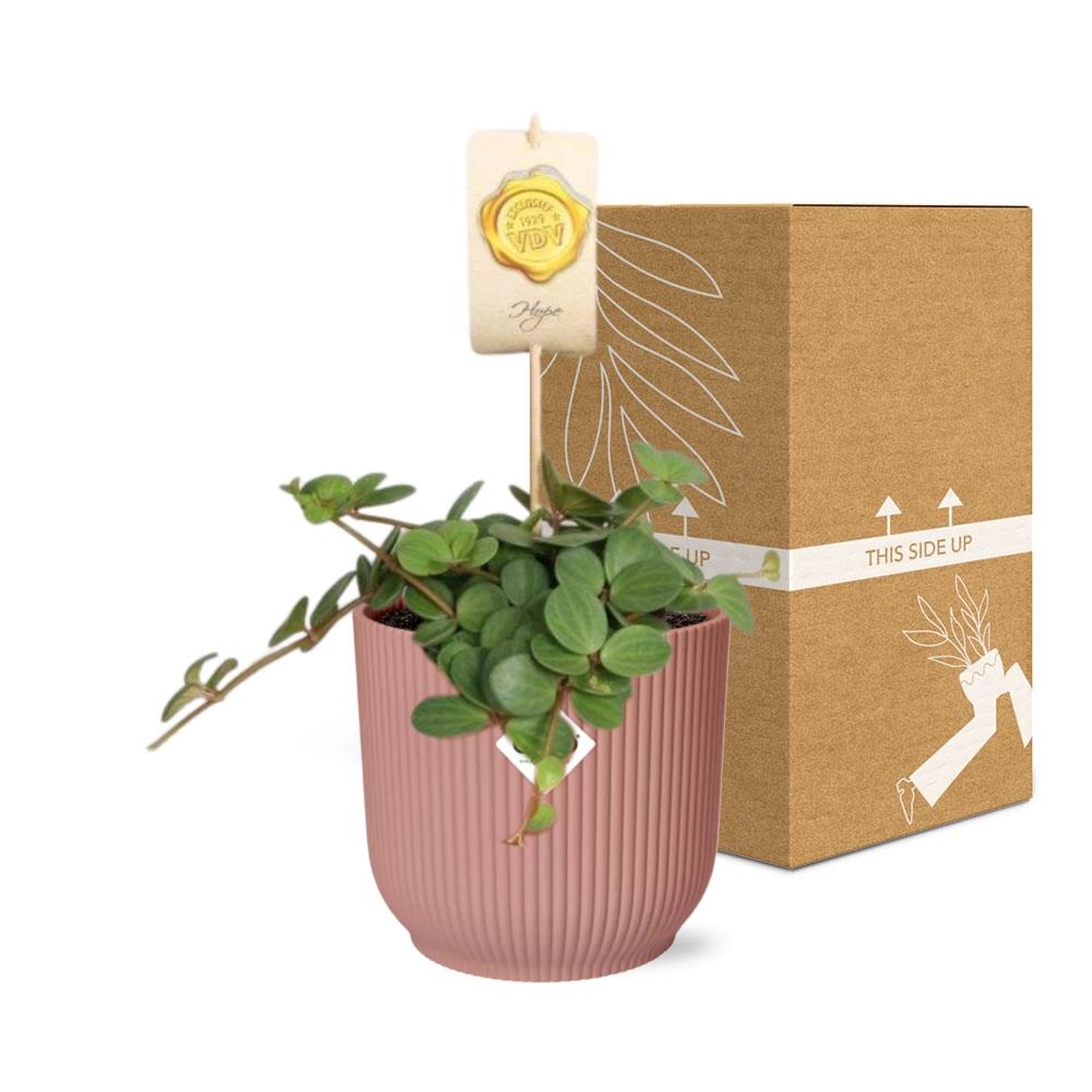 Peperomia 'Hope' in ELHO Vibes Fold 14cm pink