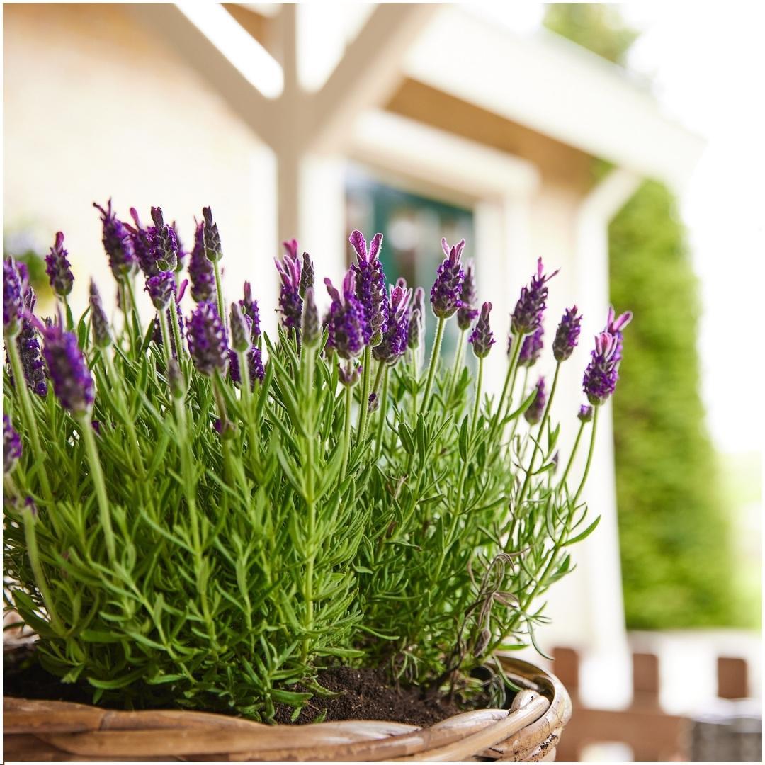 Lavandula stoechas Anouk® - 24x Ø12 cm - ↕25 cm
