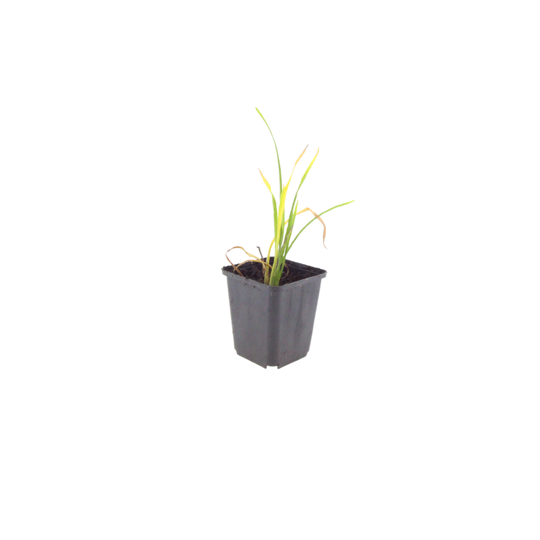 6x Hemerocallis 'Stella de Oro' - ↕10-25cm - Ø9cm