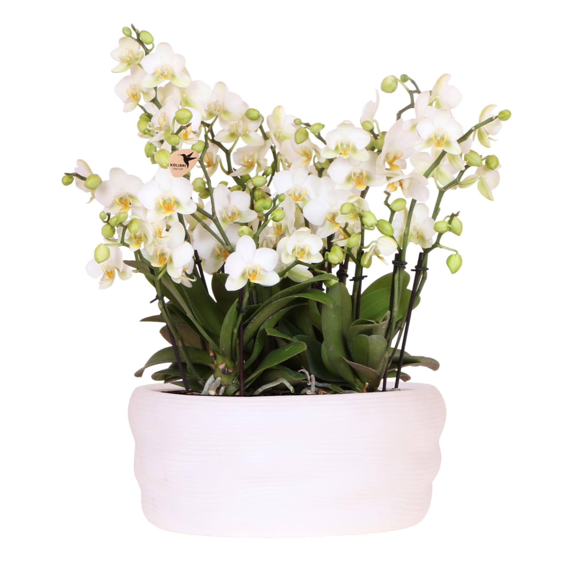Orchidées Kolibri | Ensemble d'orchidées blanches dans un vase Como avec réservoir d'eau intégré | Trois orchidées blanches Lausanne de 12 cm | Bouquet Mono blanc avec réservoir d'eau intégré