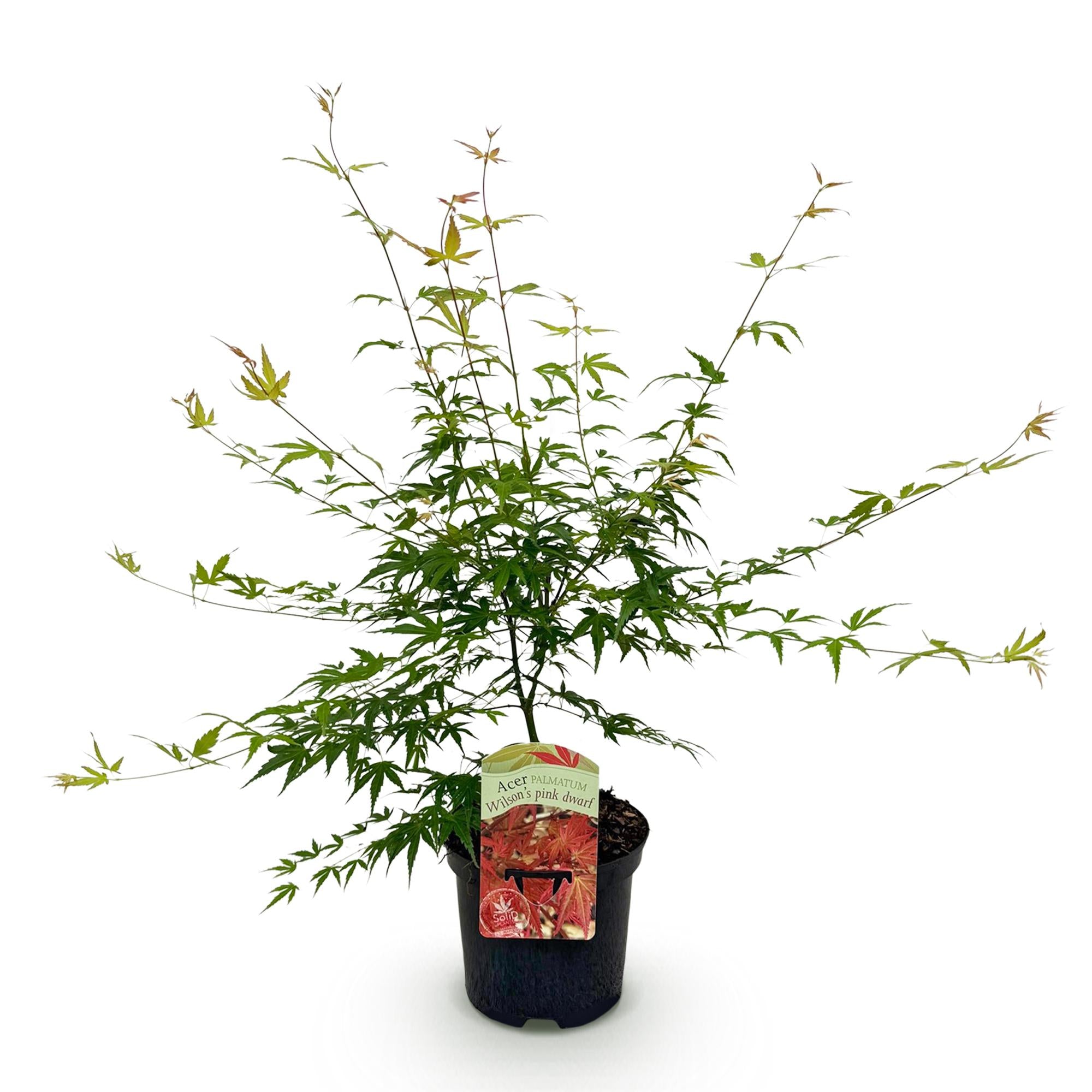 Japanse Esdoorn - Acer palmatum Pink Dwarf - Roze - 1 Plant - Bladverliezend - Pot 19cm Hoogte 70cm
