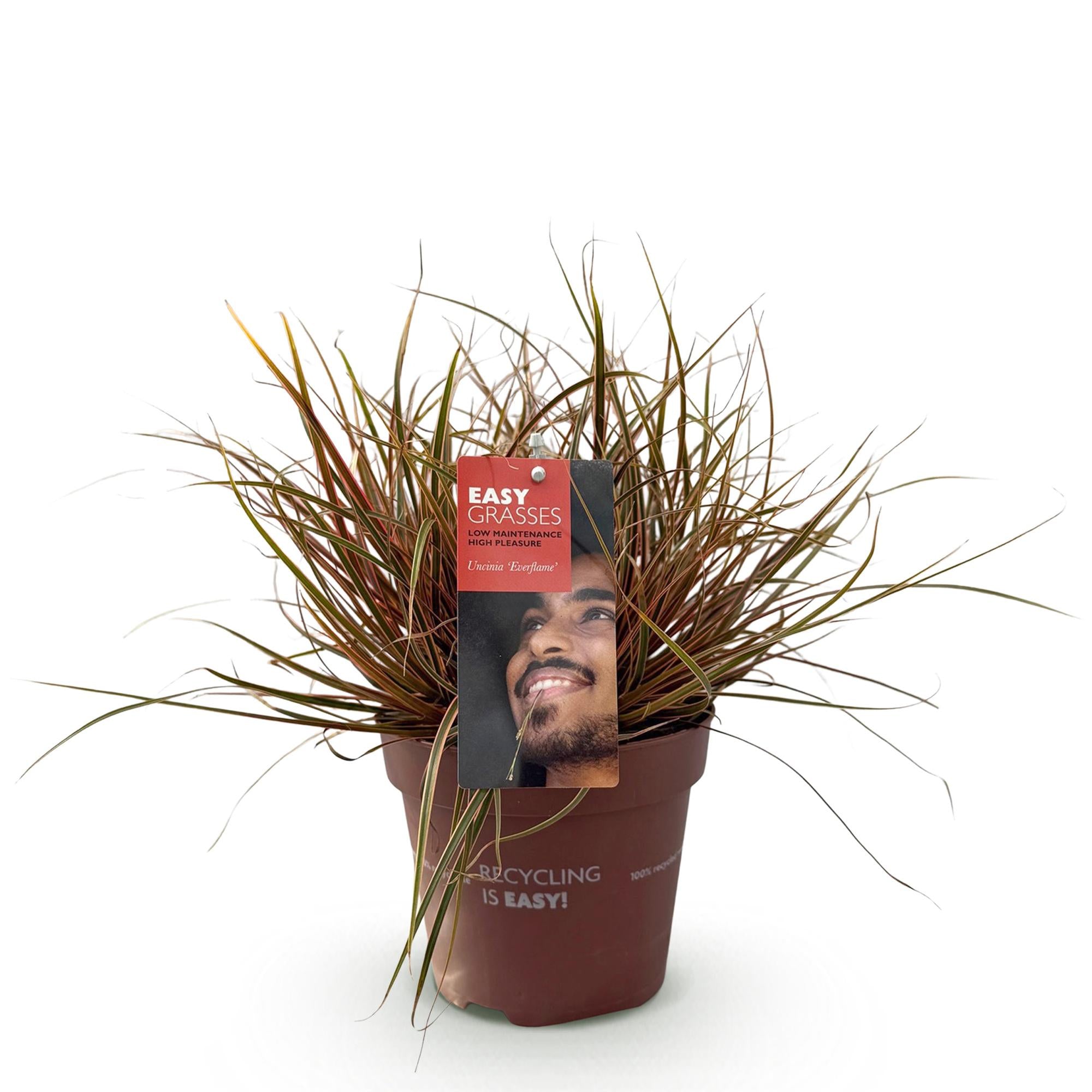 Uncinia rubra Everflame  - Rood - 1 Plant - Groenblijvend - Winterhard - Pot 17cm Hoogte 50cm