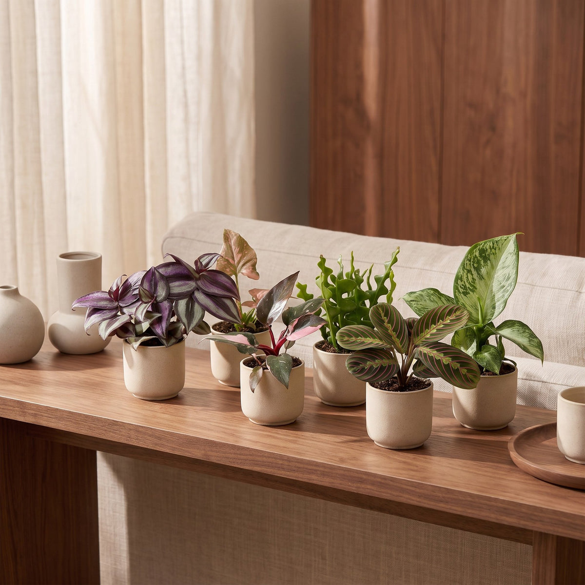 Baby Plants Surprise Box 6x - Verrassingsbox kleine planten - Diversen - Tropisch - Ø6cm - ↕5-15cm