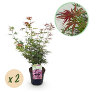 Japanse Esdoorn - Acer palmatum Jerre Swarts - Donker Rood - 2 Planten - Bladverliezend -  Pot 19cm Hoogte 70cm