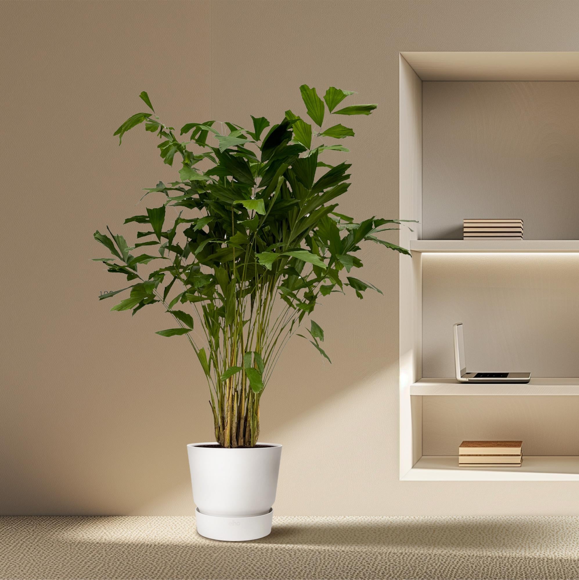 Caryota Mitis – 250 cm – Ø32 cm