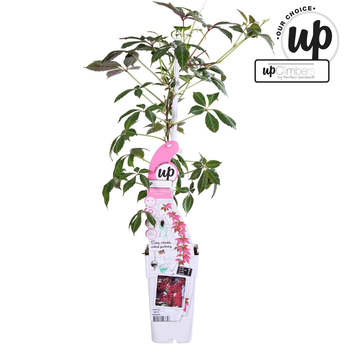 Parthenocissus henryana – Chinesische Wildrebe – Ø 15 cm – ↕ 65 cm