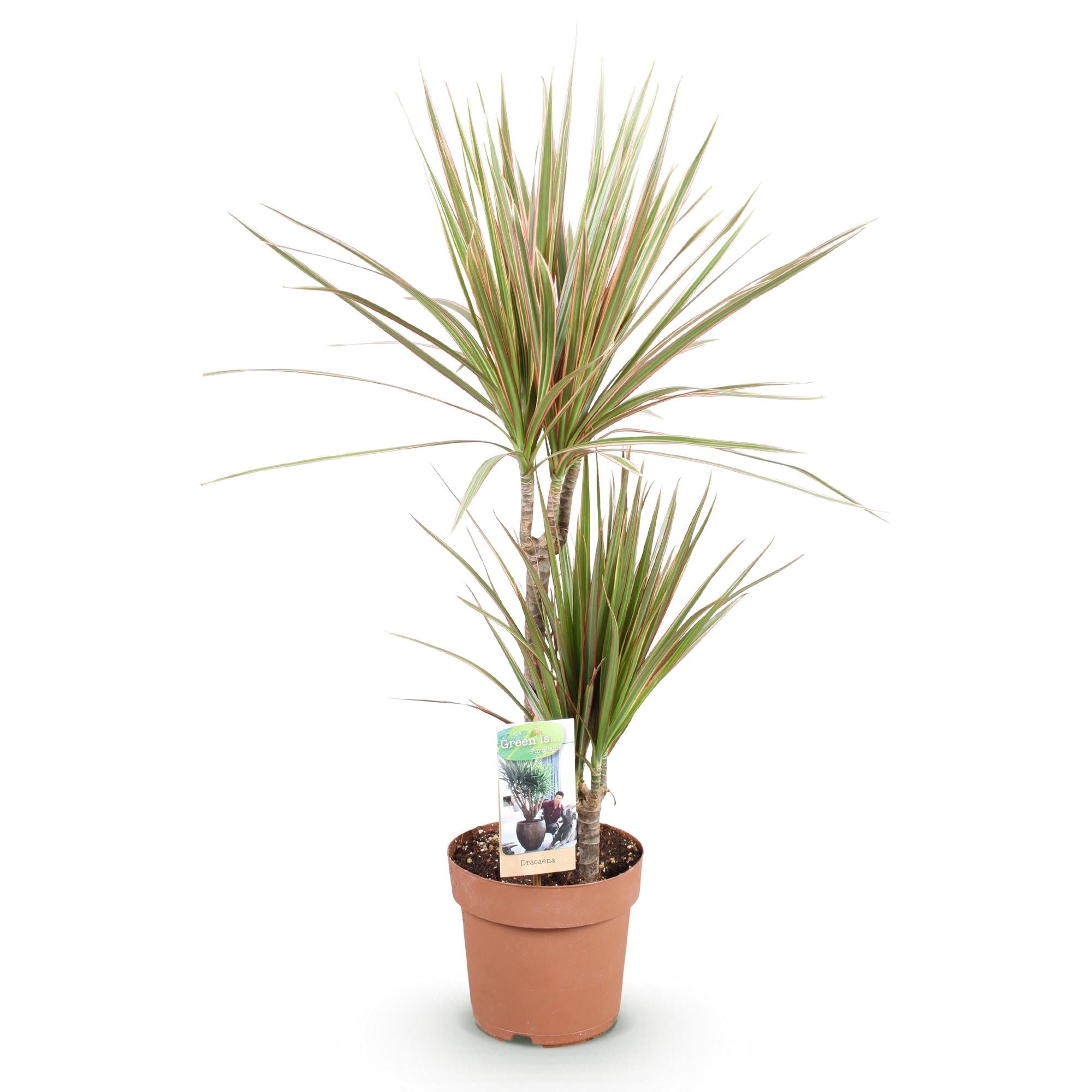 Dracaena Marginata Bicolor - Drakenbloedboom - Weinig onderhoud - Groen - 1 Plant - Pot 17cm - Hoogte 70-75cm