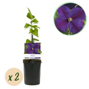 Green boutiQ – Kletterpflanze – Clematis 'Star of India' – Blüte: Rosa – Pflegeleicht – 2 Pflanzen – Topf: 11 cm, Höhe: 40 cm