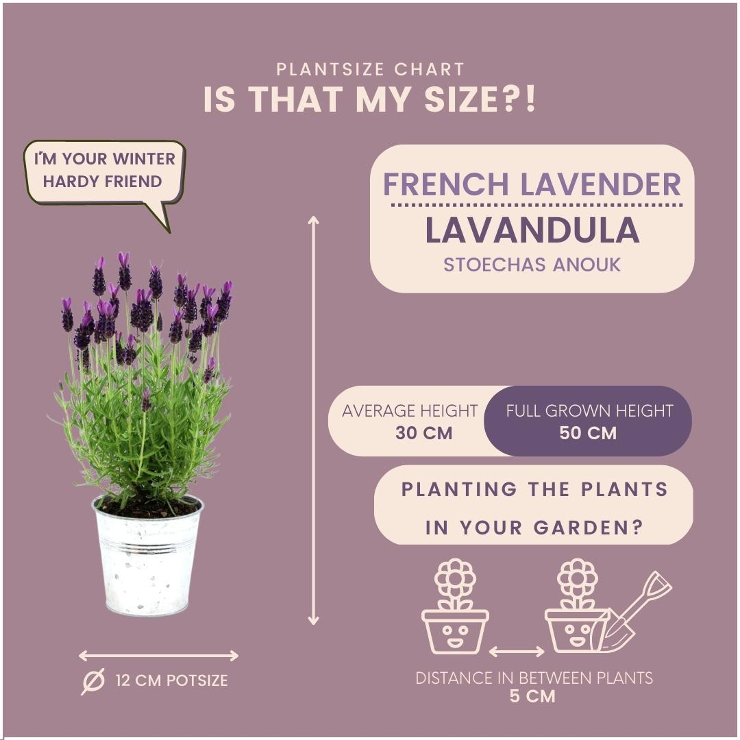 Plants by Frank – Lavandula stoechas Anouk® im dekorativen Topf „Old Look“ – 13 cm Topf – 3er-Set französischer Lavendel im dekorativen Topf
