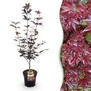 Acer palmatum Bloodgood - Japanse Esdoorn - Bladverliezend - Rood - 1 - Pot 26cm - Hoogte 90cm