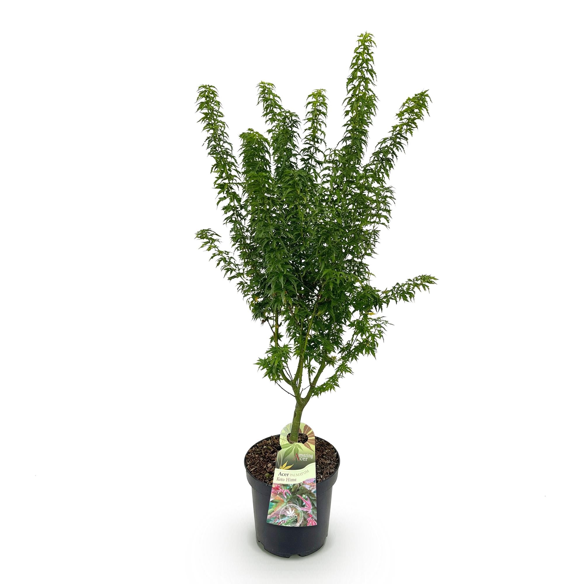 Acer palmatum Koto Hime - Japanse Esdoorn - Bladverliezend - Groen - 1 - Pot 26cm - Hoogte 90cm