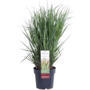 Panicum virgatum Cheyenne Sky - Ø23cm - ↕60cm - Ø23 - ↨60cm