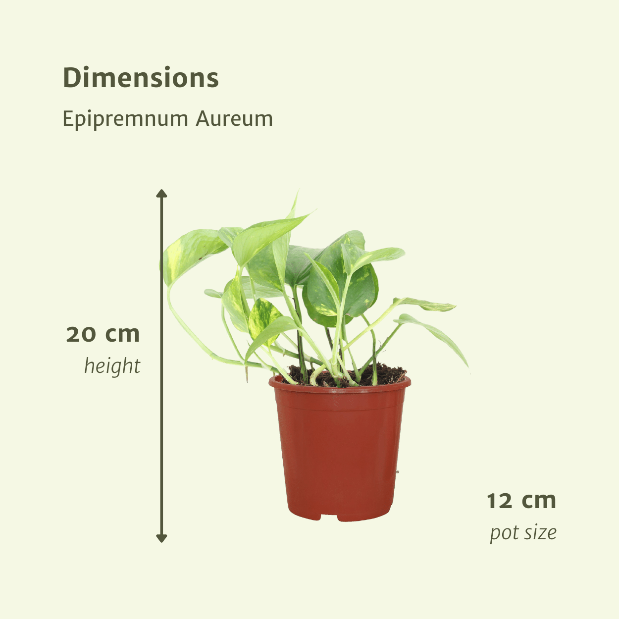 Epipremnum Aureum (Scindapsus) - 4 pezzi - Ø12cm - ↕20cm