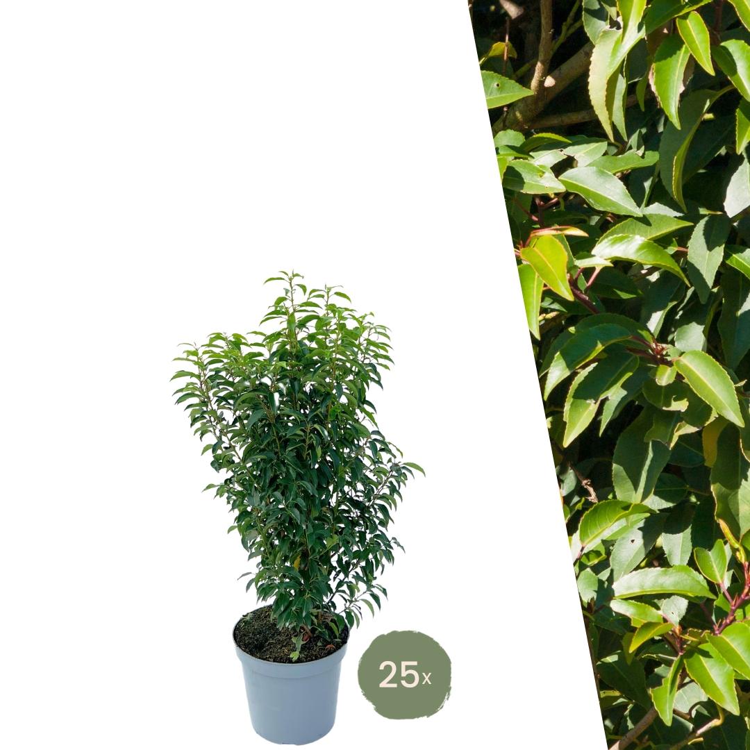 Grote Portugese Laurierkers planten voor 10 strekkende meter haag | 25x ↨ 80-100 cm in 12 liter pot