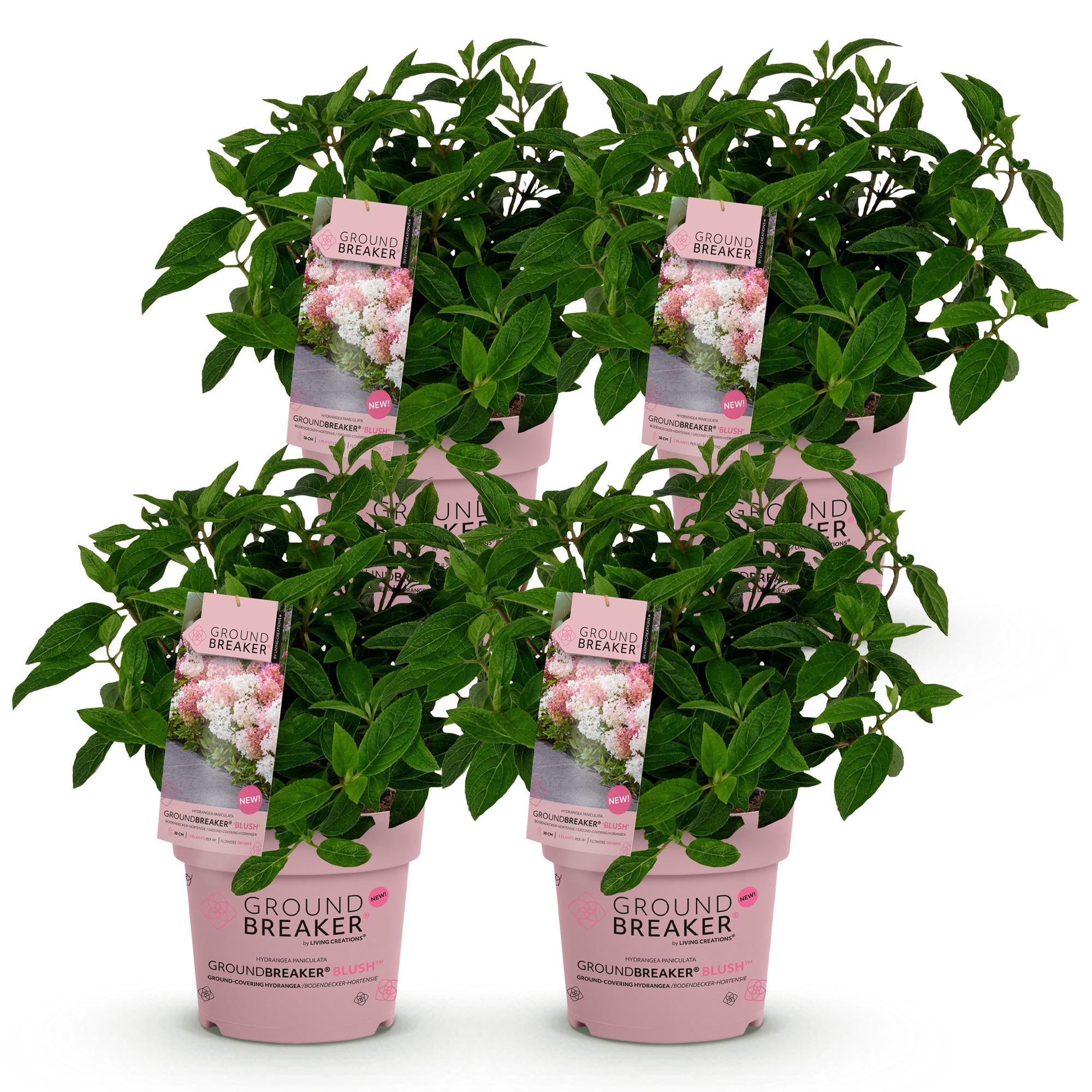 Hydrangea panniculata Groundbreaker Blush - Pluimhortensia - Winterhard - Roze - 4 Planten - Pot 14cm - Hoogte 20-25cm
