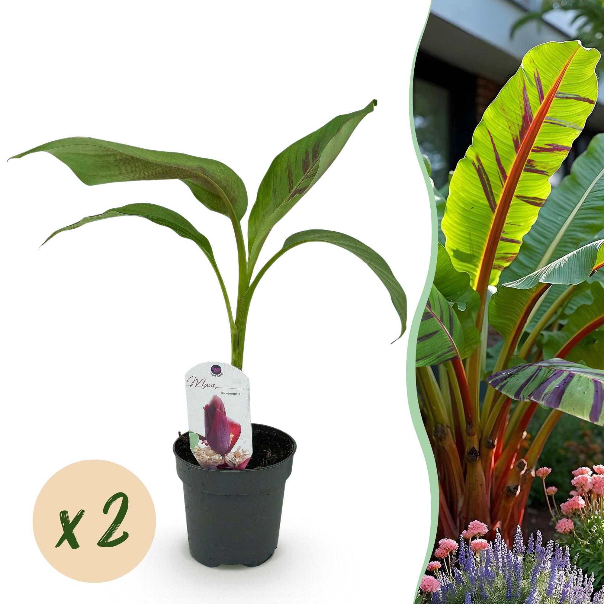 Bananen plant - Musa sikkemensis Red Tiger - Winterhard - 2 planten - Pot 12cm Hoogte 30cm
