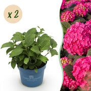 Hydrangea Endles Summer Summer Love Red - Hortensia - Winterhard - Rood - 2 Planten - Pot 14cm - Hoogte 20-25cm