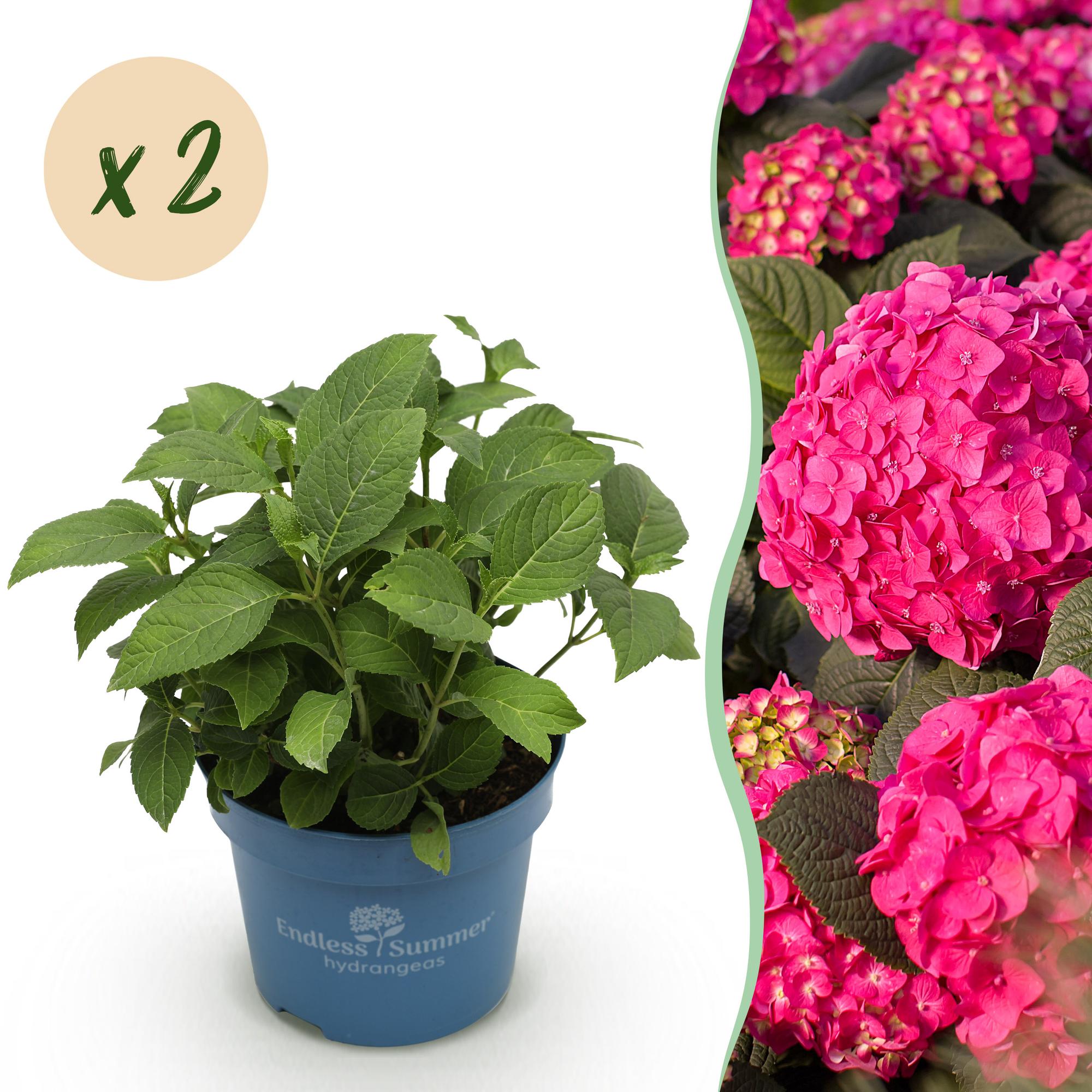 Hydrangea Endles Summer Summer Love Red - Hortensia - Winterhard - Rood - 2 Planten - Pot 14cm - Hoogte 20-25cm