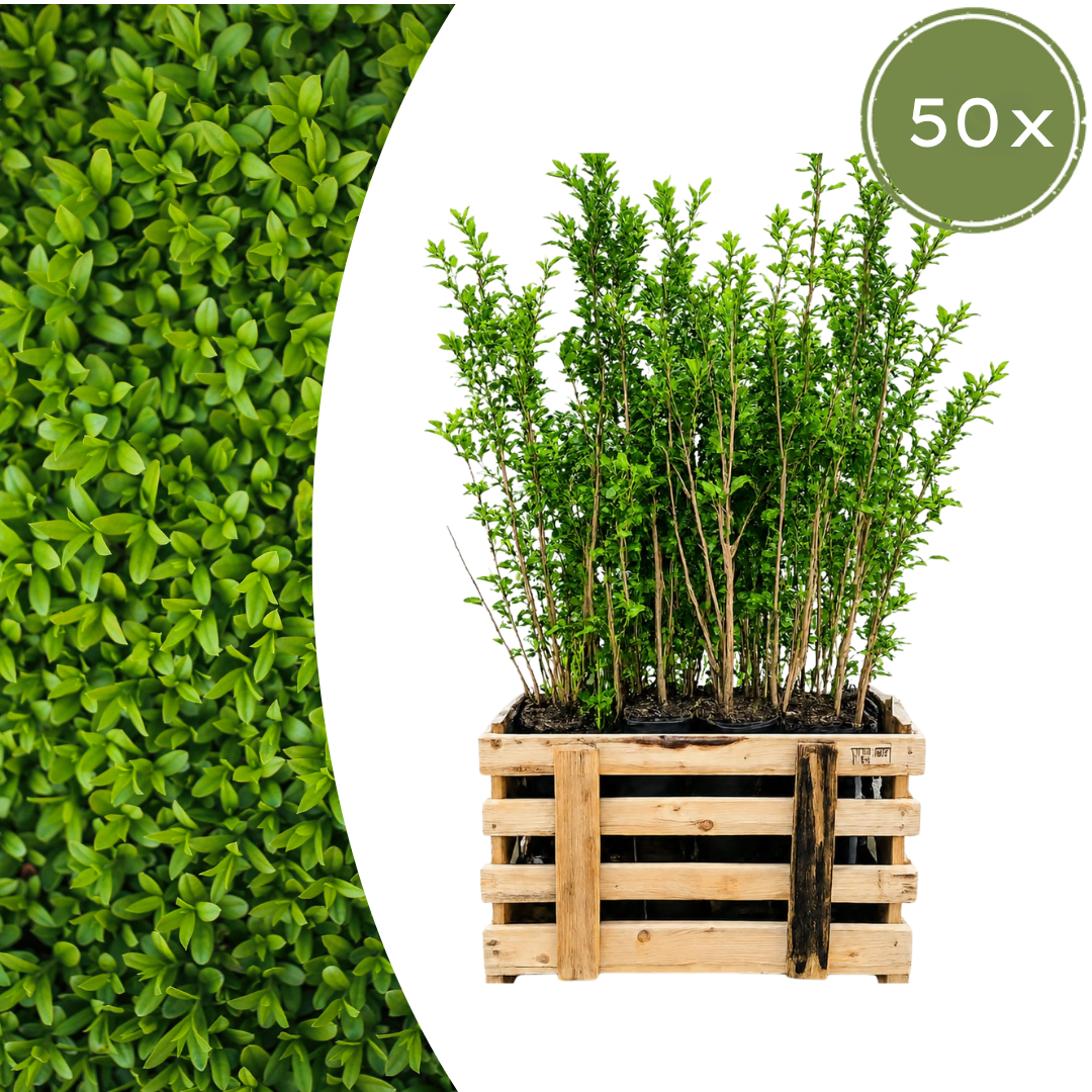 Ligustrum Ovalifolium ↕ 80-100 - Ø 19cm - 50x | Mini Pallet