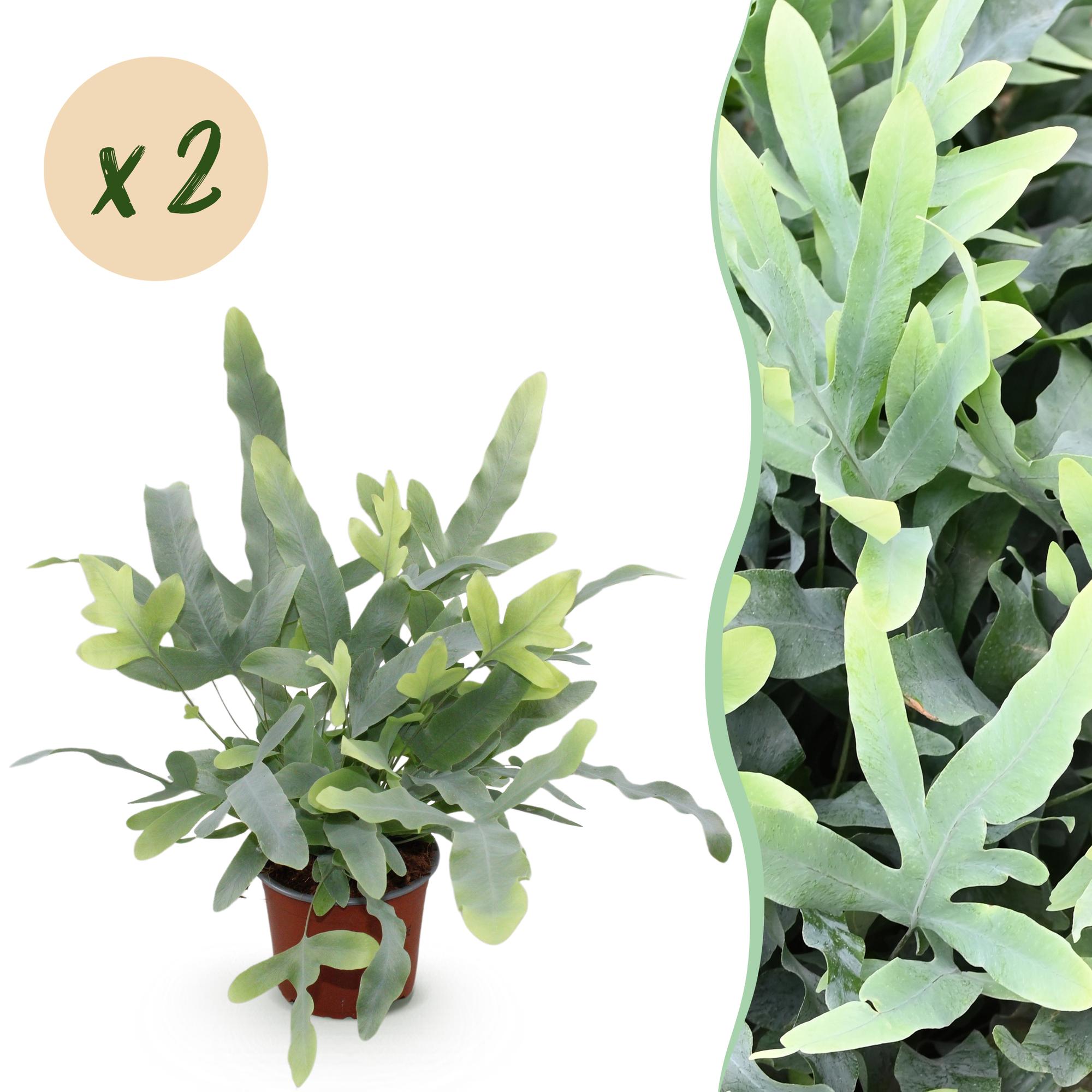 Phlebodium aureum Blue Star - Blauwe Varen - Huisdiervriendelijk - Blauw - 2 Planten - Pot 12cm - Hoogte 25-30cm