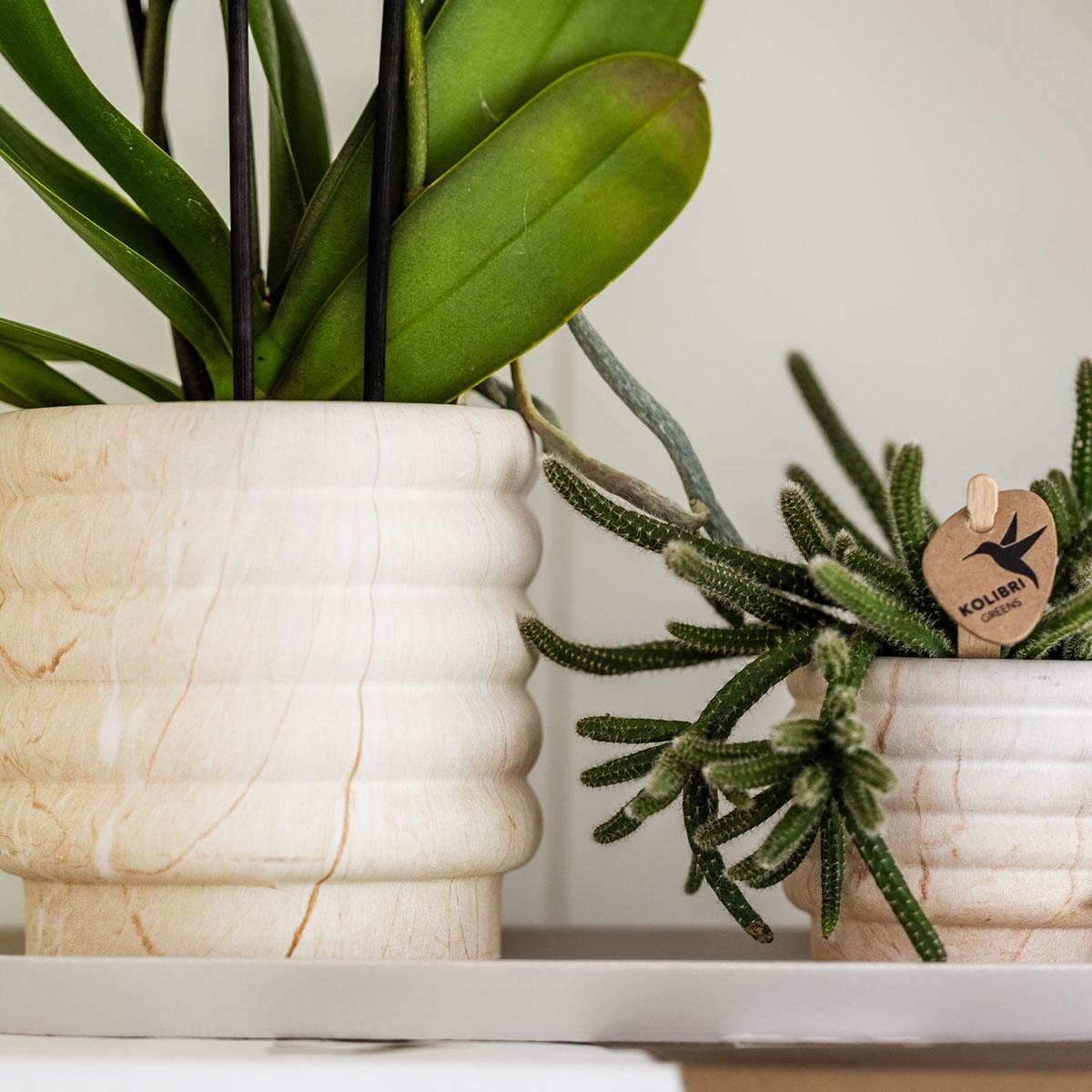 Kolibri Home | Offerta combinata - Vasi Marble Light