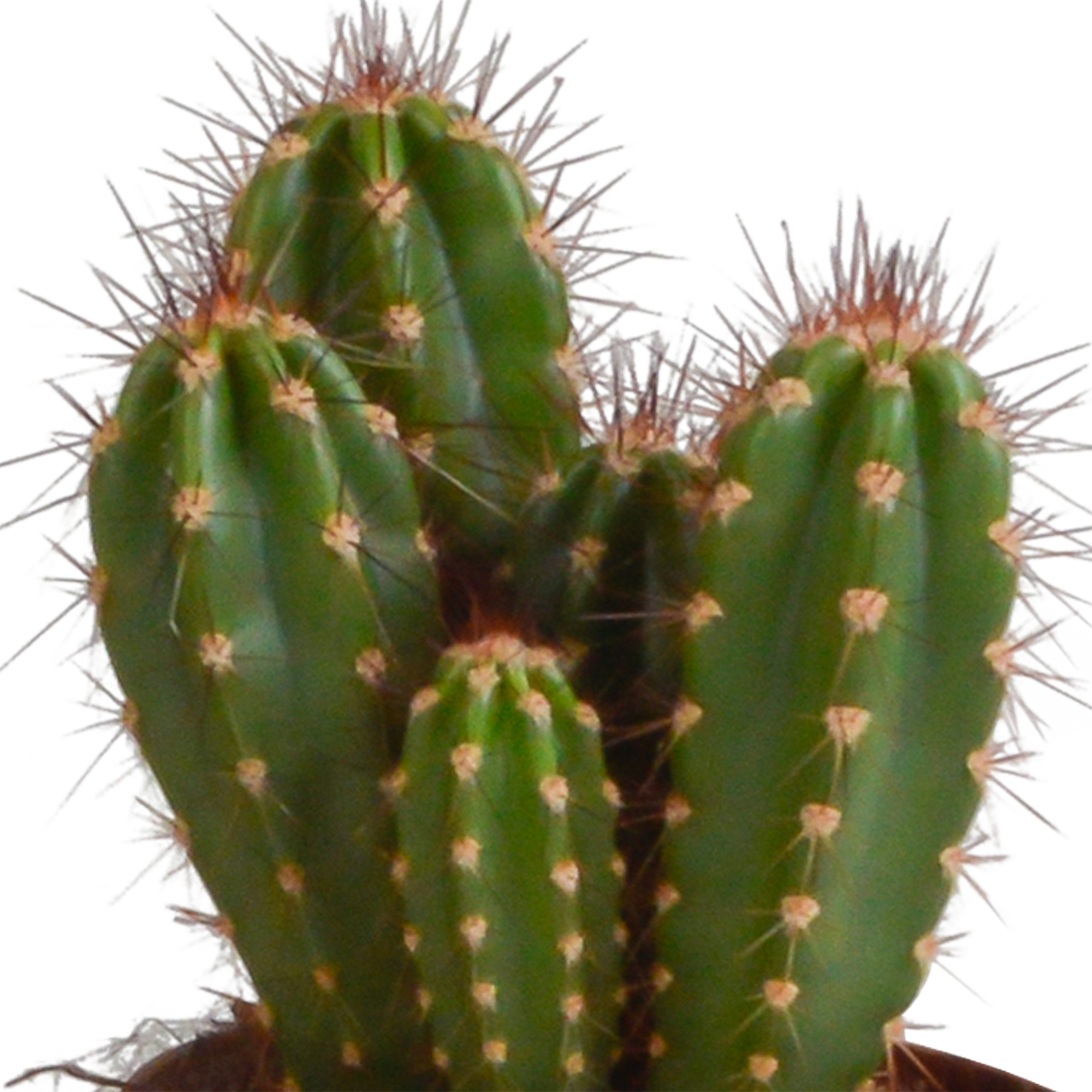 Cereus mix 10,5cm - 3x - in terracotta pot