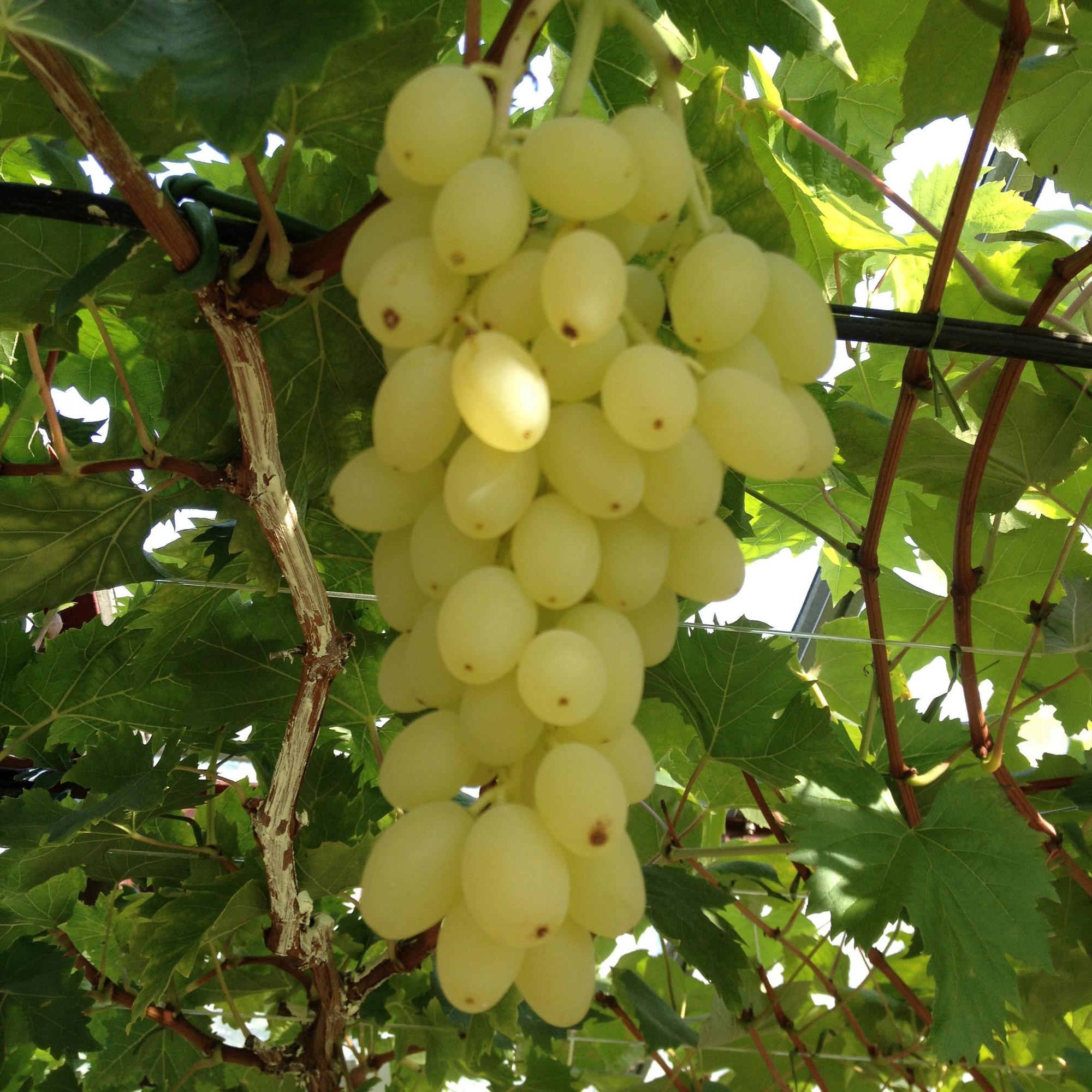 Vitis vinifera Lakemont - Druivenplant - Winterhard - Goudgele Druif - 2 Planten - Pot 15cm - Hoogte 50cm