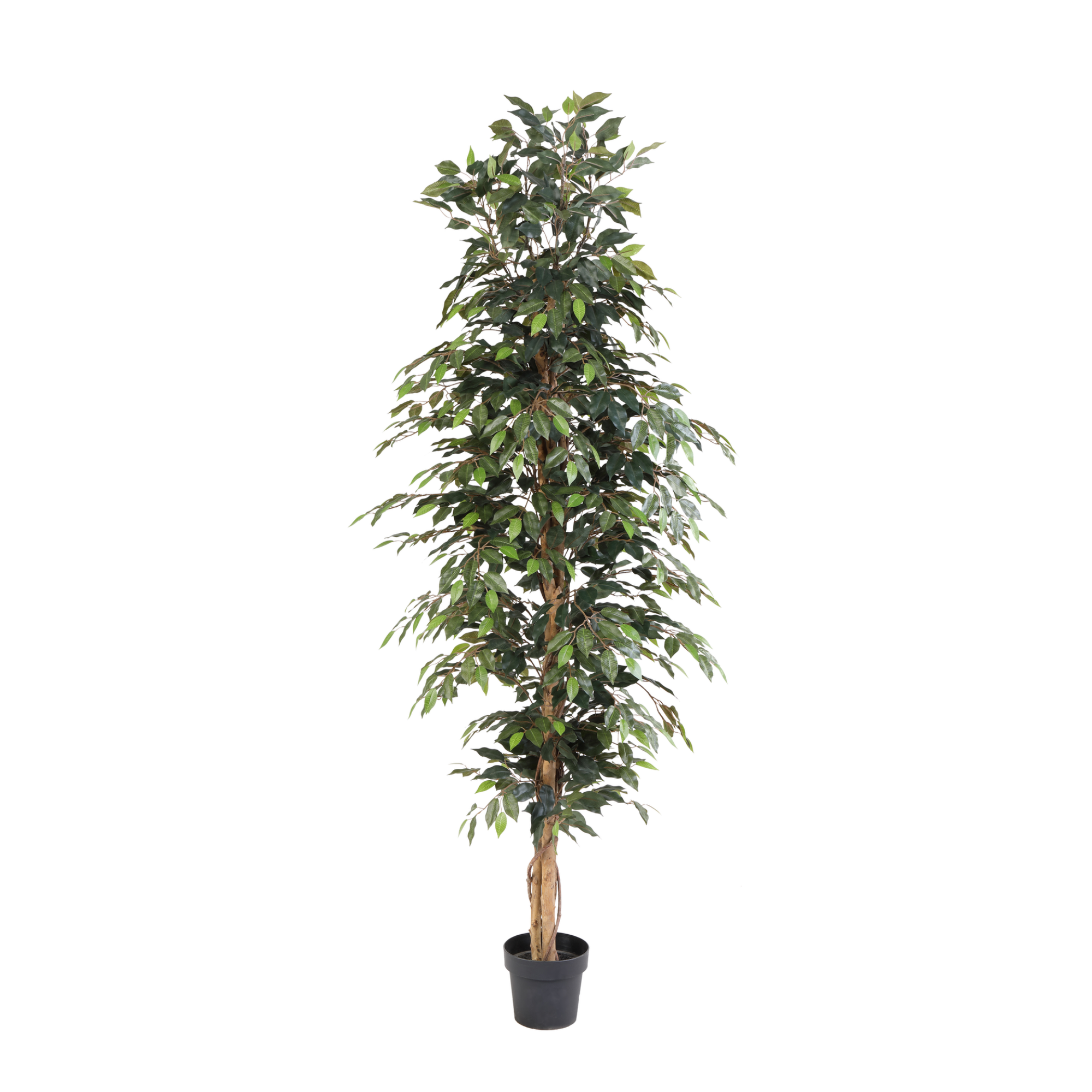 Kunstplant Ficus Benjamina - 205cm