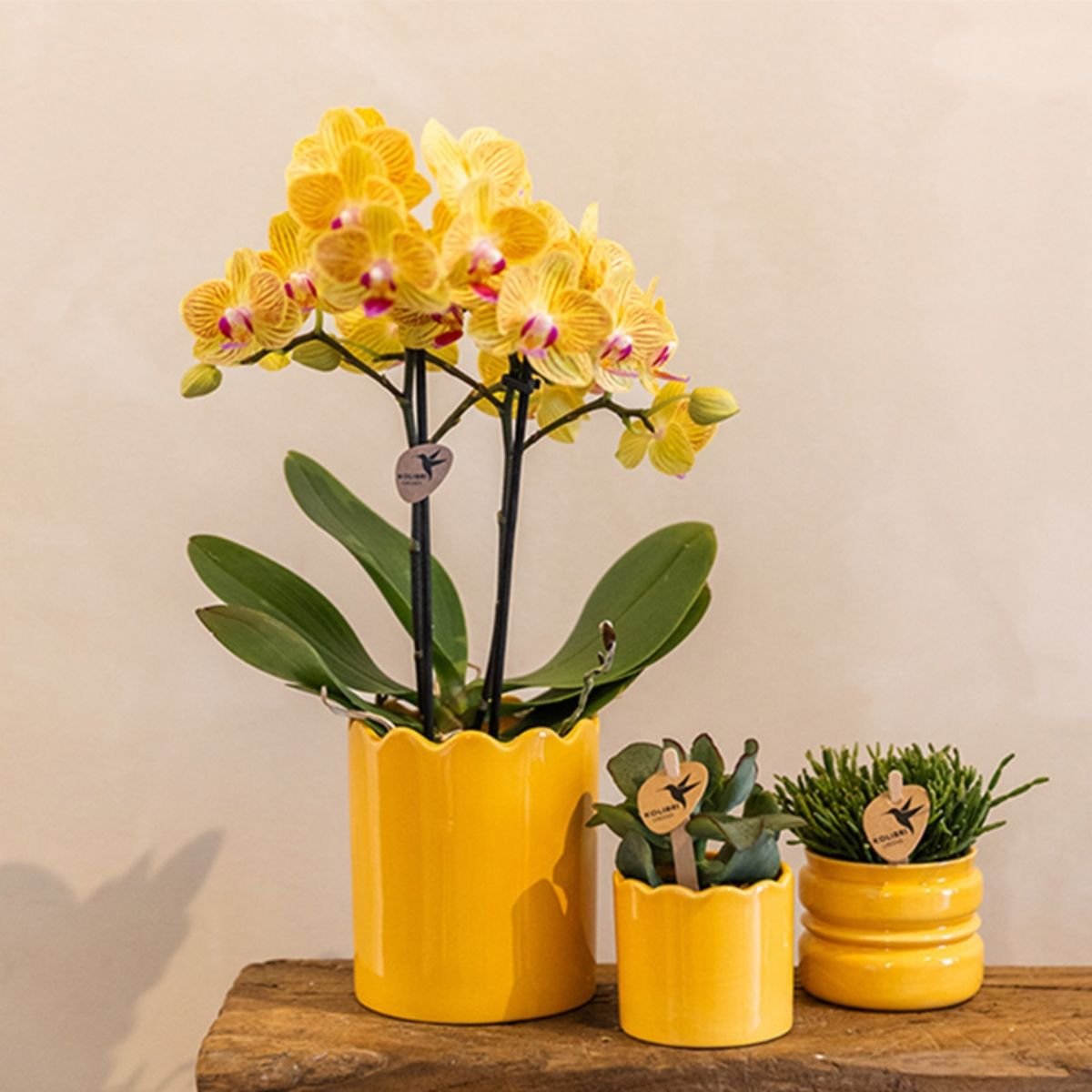 Kolibri Orchids | Combi Deal - 4 Gele Phalaenopsis Orchideeën Blossom Lima - Ø9 cm