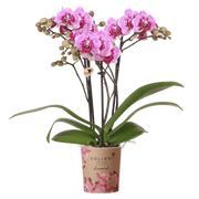 Kolibri Orchids | Roze-paarse Phalaenopsis orchidee - Diamond El Salvador - Ø9cm