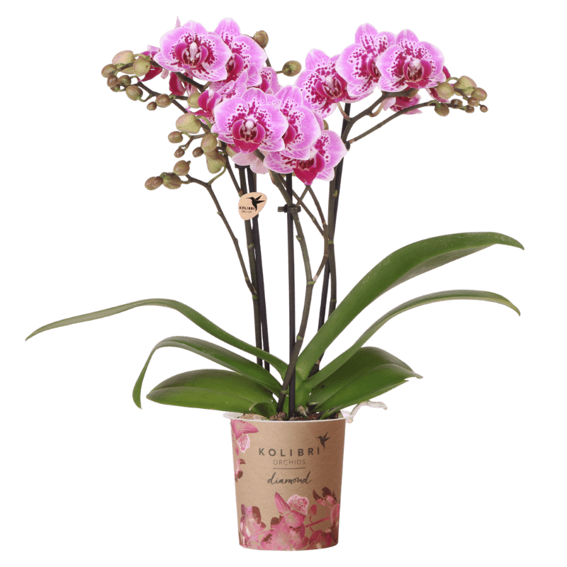 Kolibri Orchids | Roze-paarse Phalaenopsis orchidee - Diamond El Salvador - Ø9cm