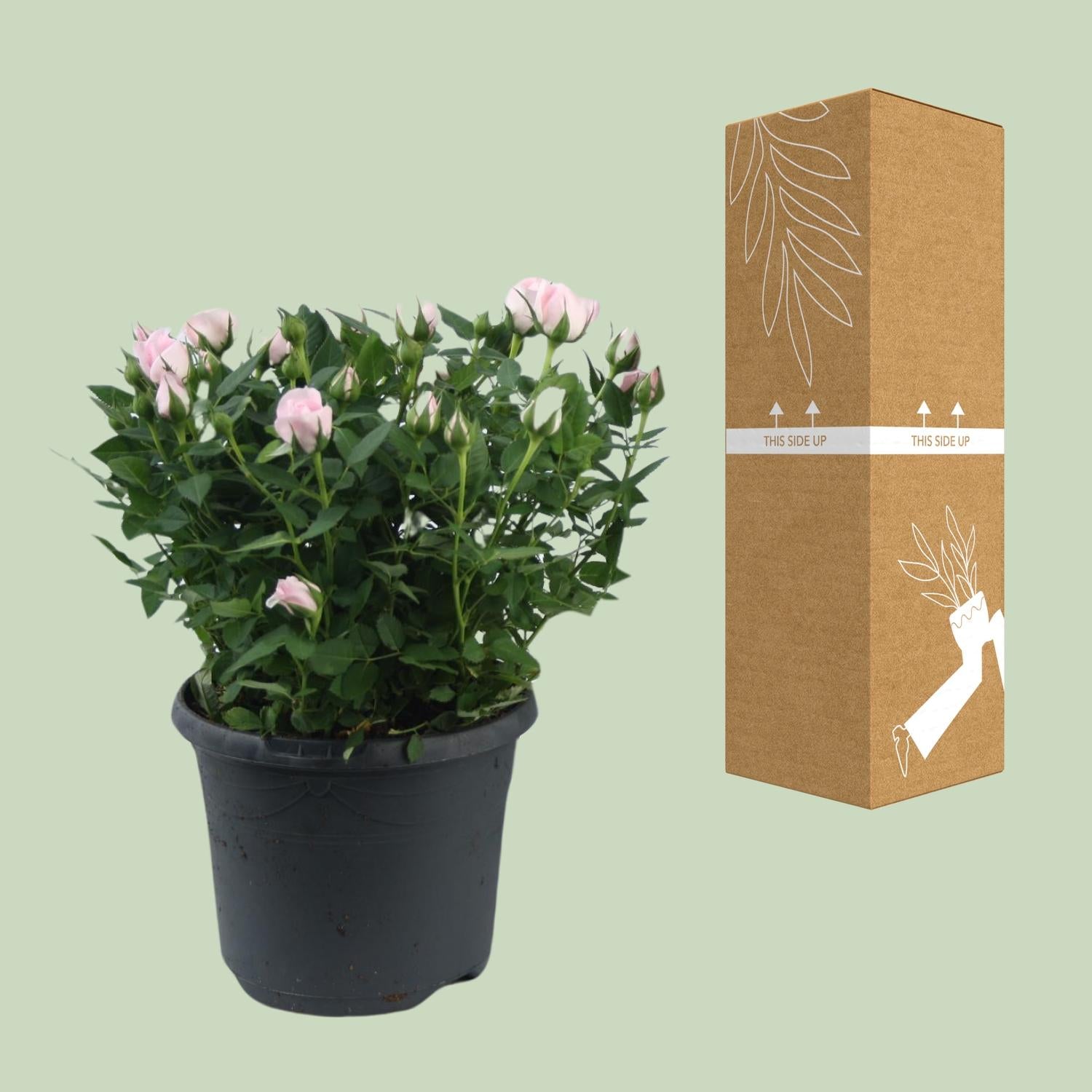 Rosa Jewel Patio Baby - Ø17cm - ↕30cm