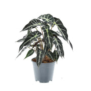 Flèche Alocasia Bambino - Ø14cm - ↕40cm