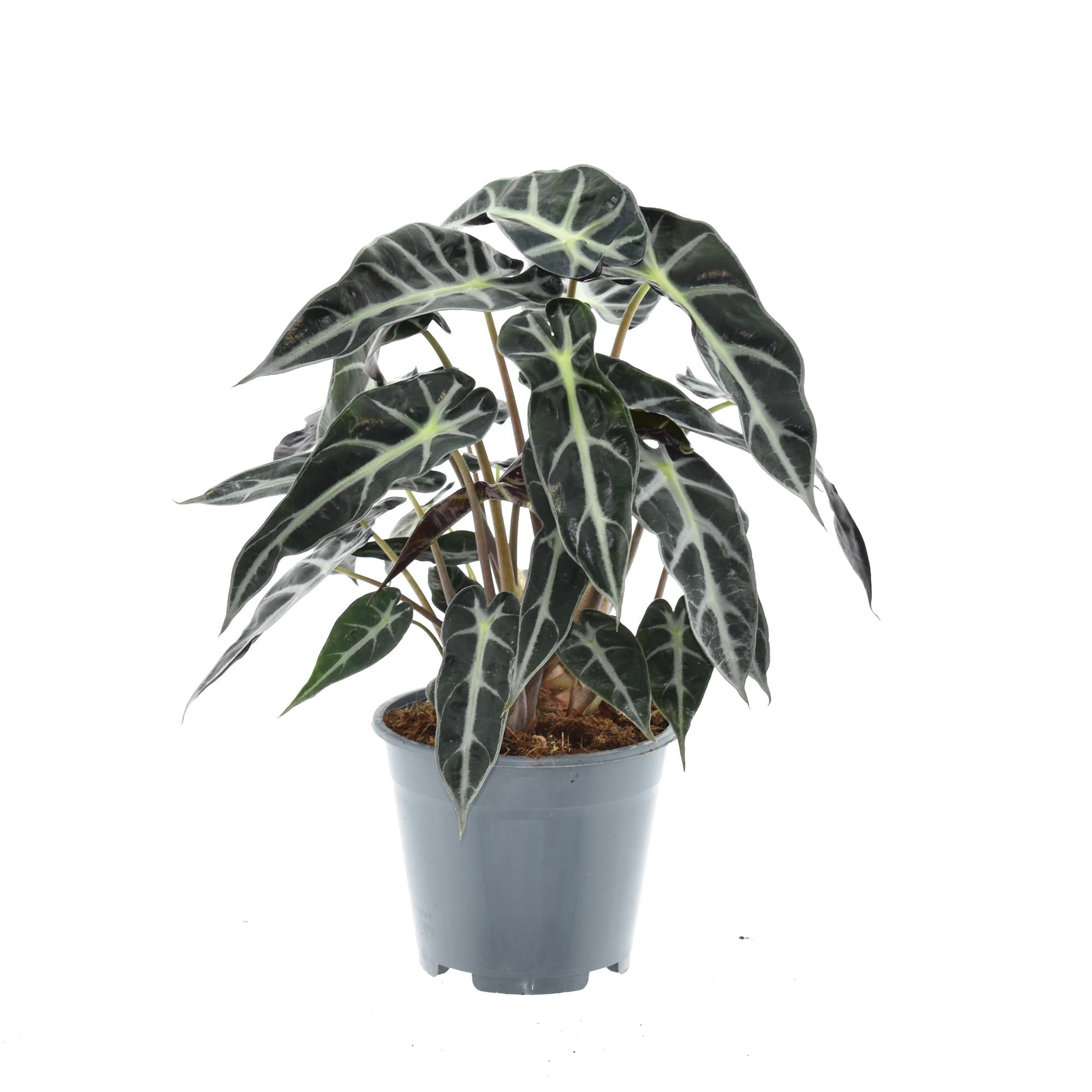 Flèche Alocasia Bambino - Ø14cm - ↕40cm