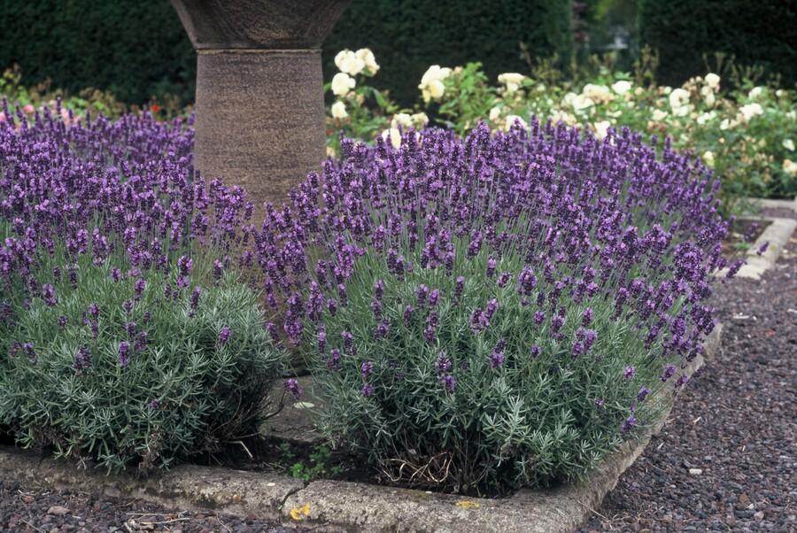 24x Lavandula ang. 'Blu nano' - ↕10-25 cm - Ø9 cm