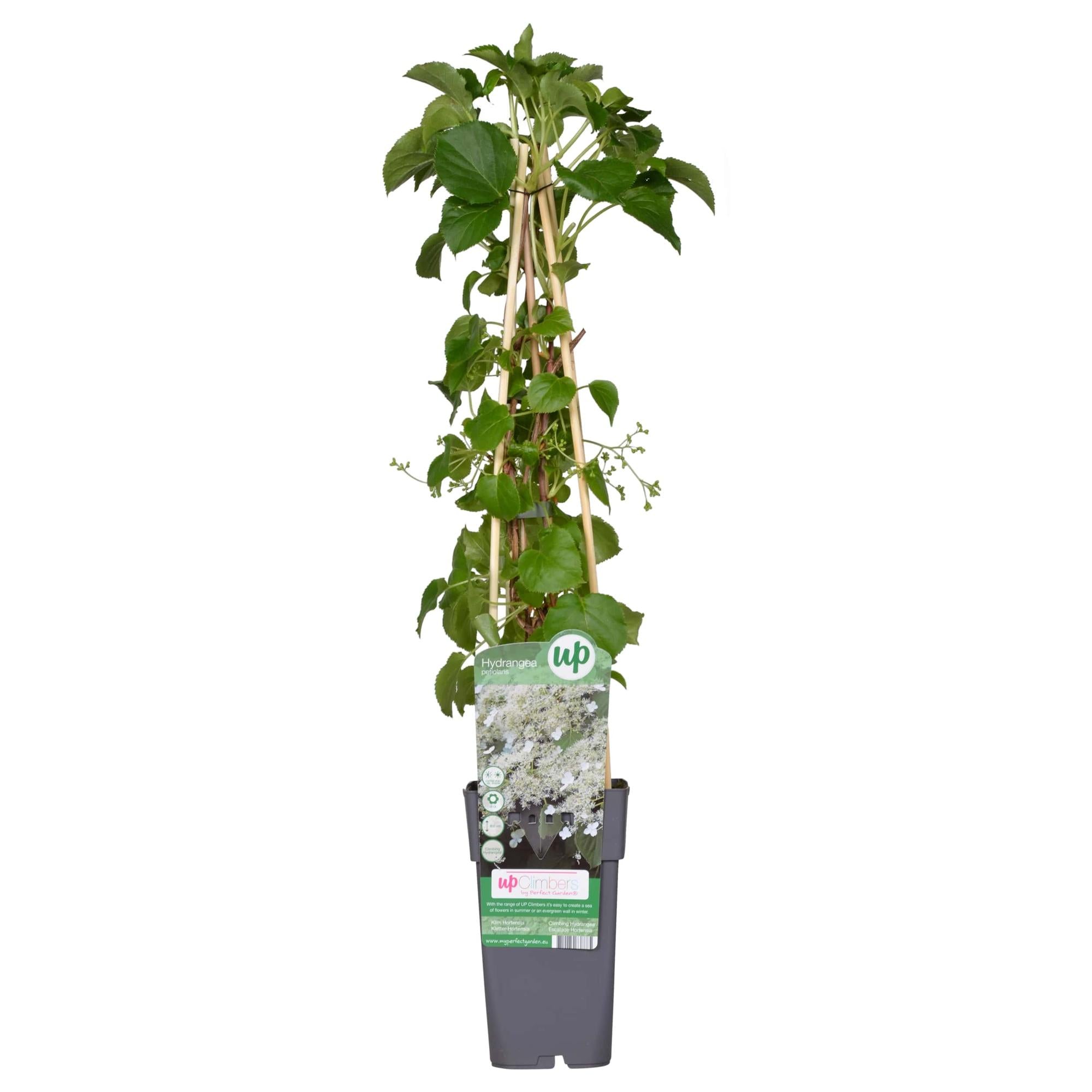 Hydrangea petiolaris - Climbing hydrangea - Ø15cm - ↕65cm