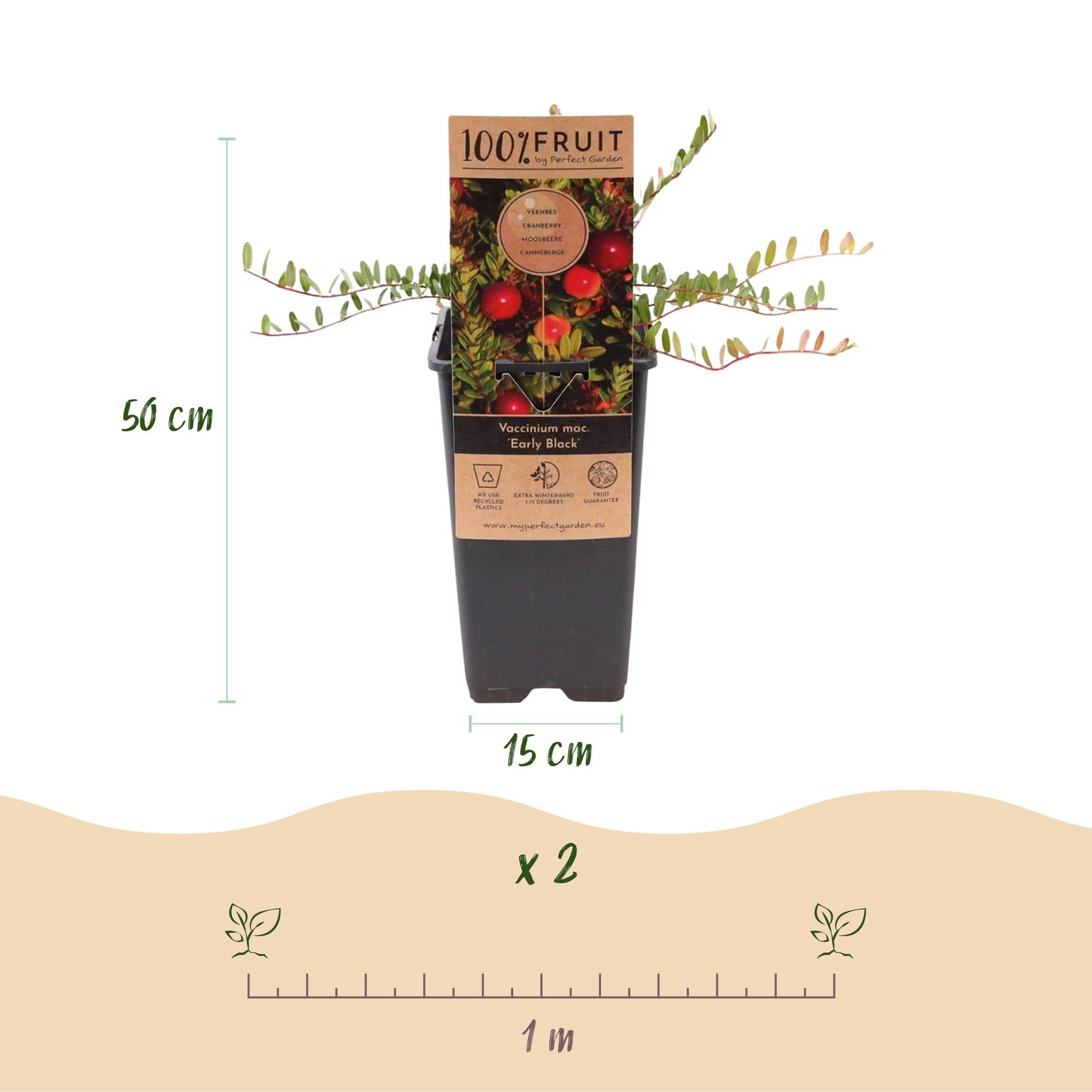 Vaccinium mac. Early Black - Cranberry - Winterhard - Blauwe Bes - 2 Planten - Pot 15cm - Hoogte 50cm